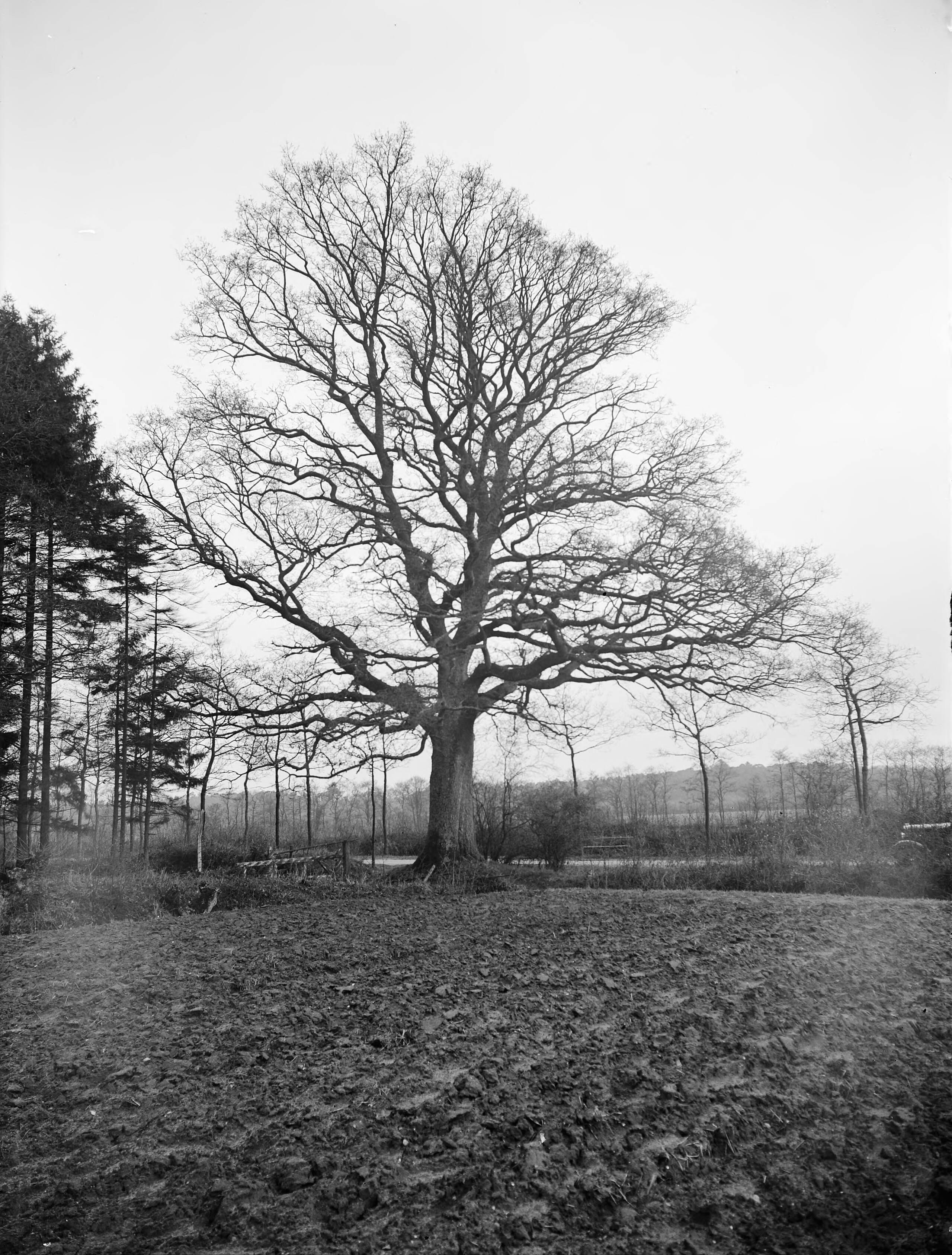 Fotocollectie Nederlandse Heidemaatschappij — Eik aan weg Roden-Lieveren — Foto: Fotograaf Onbekend / Heidemij. Licentie: Set B: Rechtenvrij / Publiek Domein. Bron: Nationaal Archief. http://hdl.handle.net/10648/ae858c82-d0b4-102d-bcf8-003048976d84