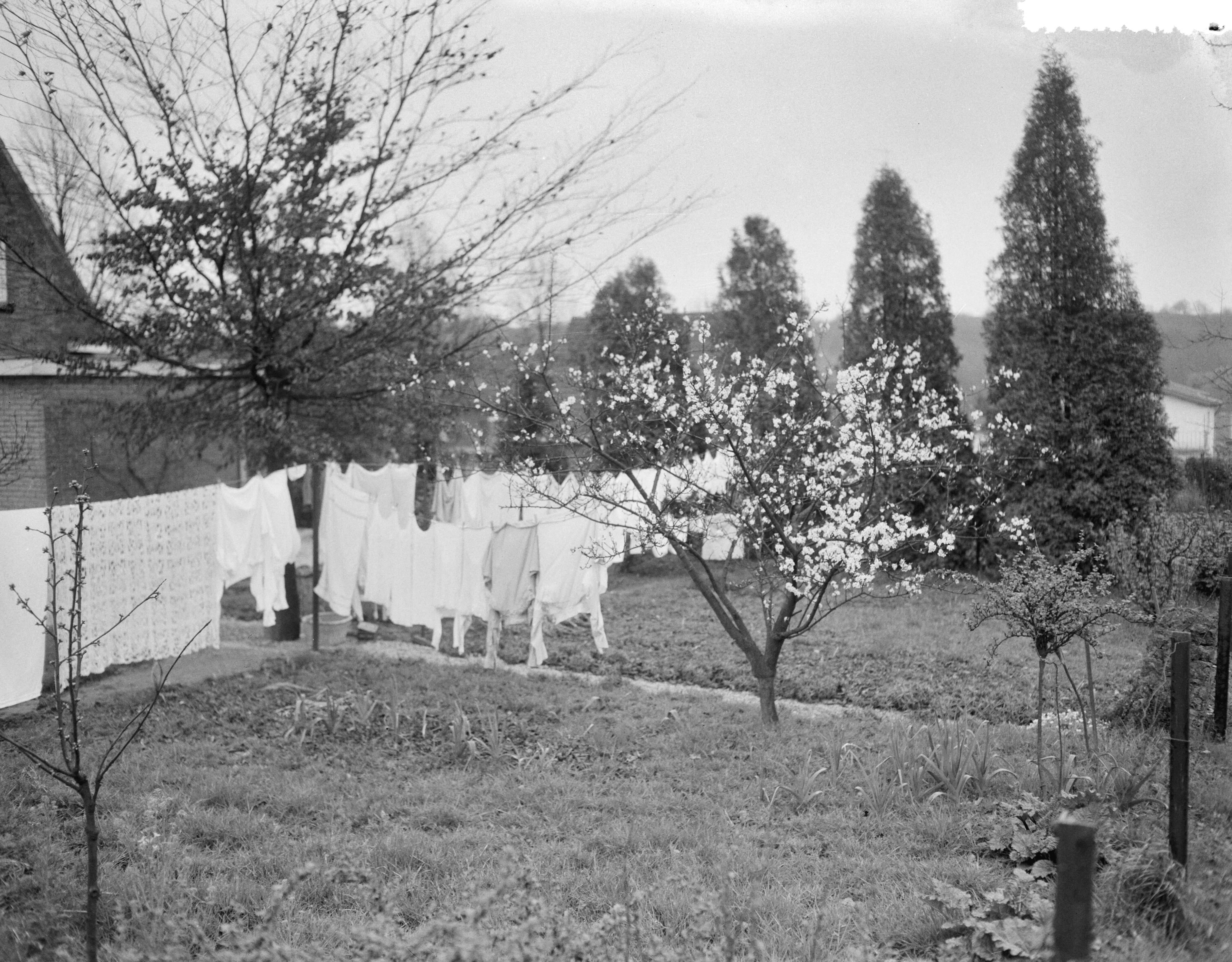 Fotocollectie Anefo — Vroege bloesem in Zuid-Limburg. Bij Berg en Terblijt — Foto: Bilsen, Joop van / Anefo. Licentie: Set B: Rechtenvrij / Publiek Domein. Bron: Nationaal Archief. http://hdl.handle.net/10648/a95b4094-d0b4-102d-bcf8-003048976d84