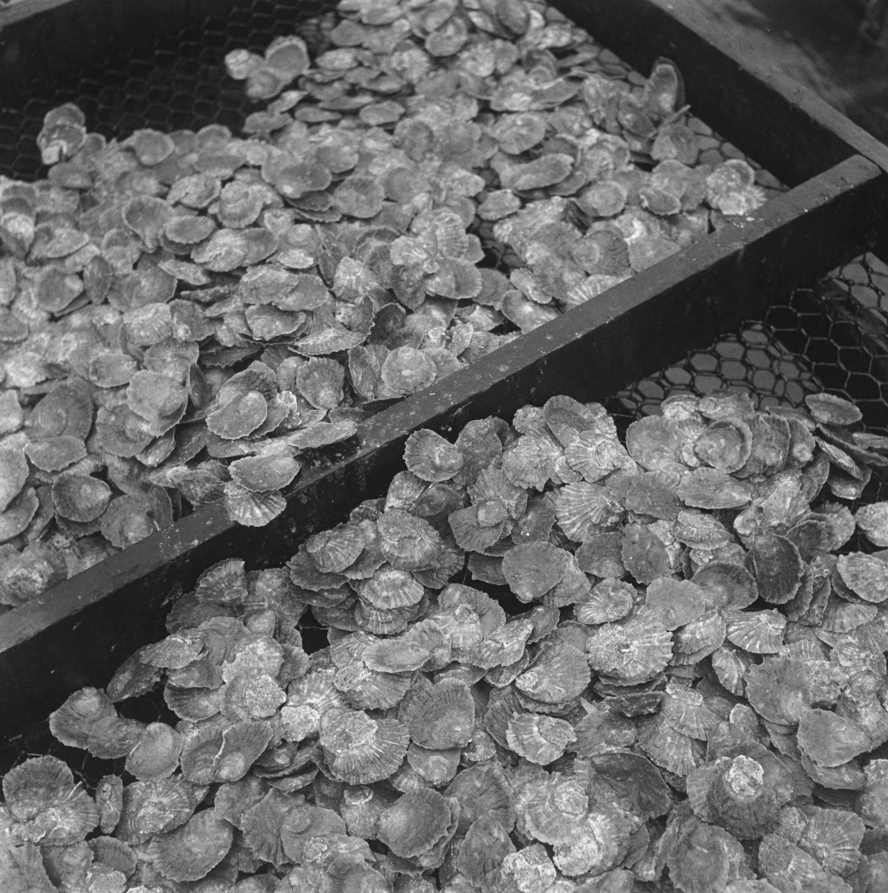 Oesterkwekerij Yerseke — [Oesters] — Foto: Haren Noman, Theo van / Anefo. Licentie: Set B: Rechtenvrij / Publiek Domein. Bron: Nationaal Archief. http://hdl.handle.net/10648/a8a16ea8-d0b4-102d-bcf8-003048976d84