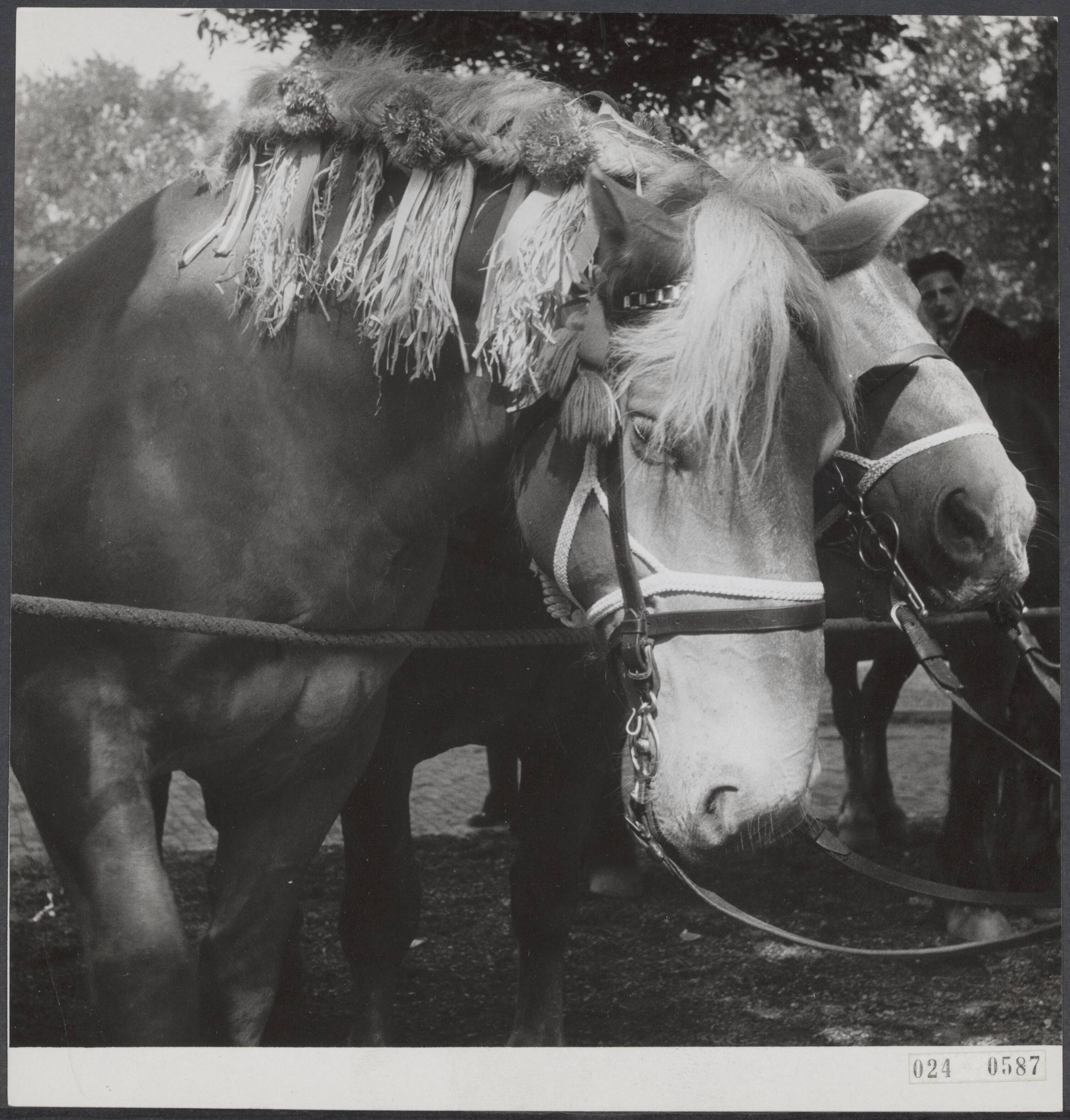 Fotocollectie Elsevier Binnenland — Ringsteken Middelburg. Bijschrift "Wat zegt u van m'n pin-up" [paard waarvan de manen op speciale manier zijn gevlochten] — Foto: Noske, J.D. / Anefo. Licentie: Set B: Rechtenvrij / Publiek Domein. Bron: Nationaal Archief. http://hdl.handle.net/10648/add7e370-d0b4-102d-bcf8-003048976d84