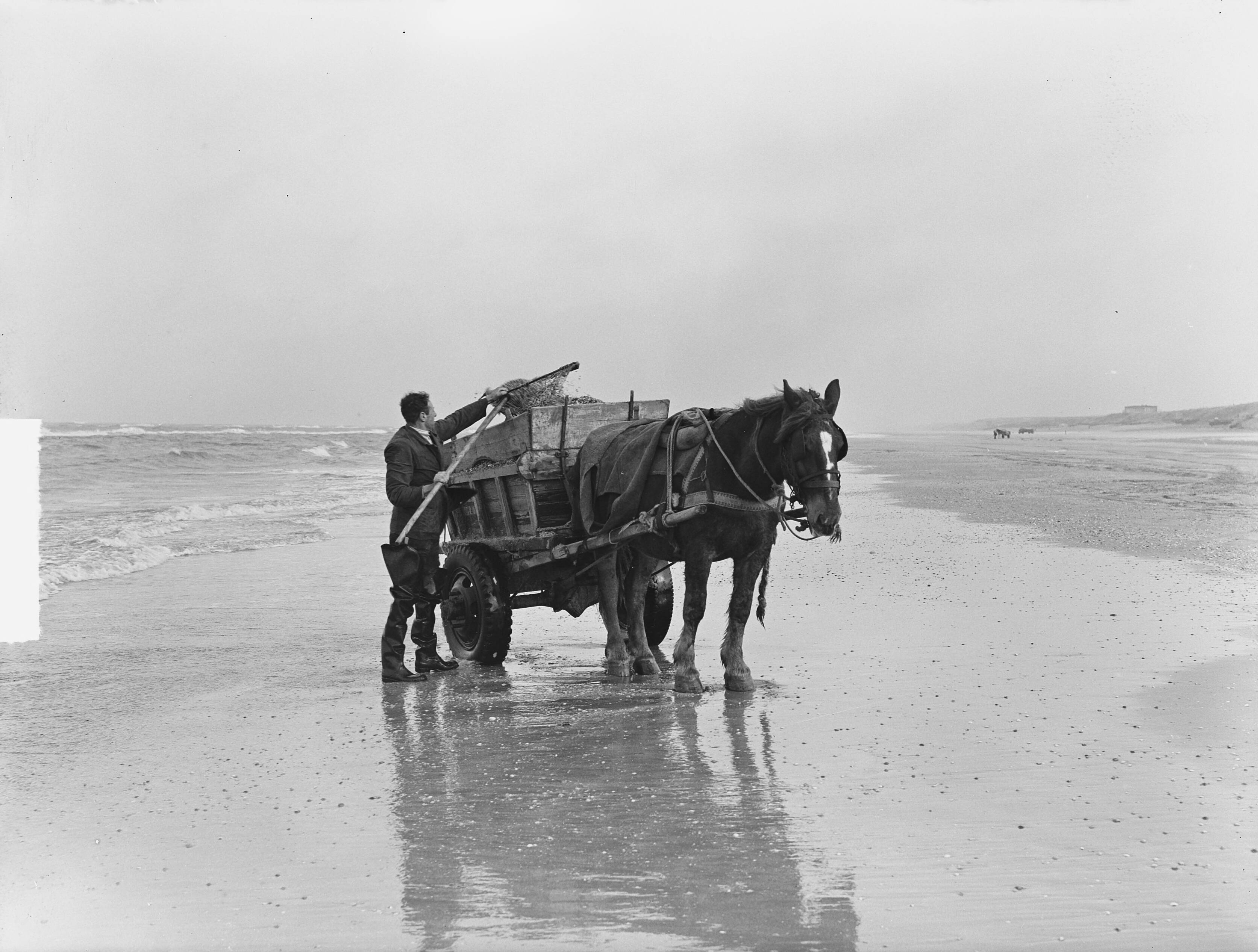 Fotocollectie Anefo — Schelpenvissen in Zandvoort — Foto: Pot, Harry / Anefo. Licentie: Set B: Rechtenvrij / Publiek Domein. Bron: Nationaal Archief. http://hdl.handle.net/10648/a8e6559a-d0b4-102d-bcf8-003048976d84