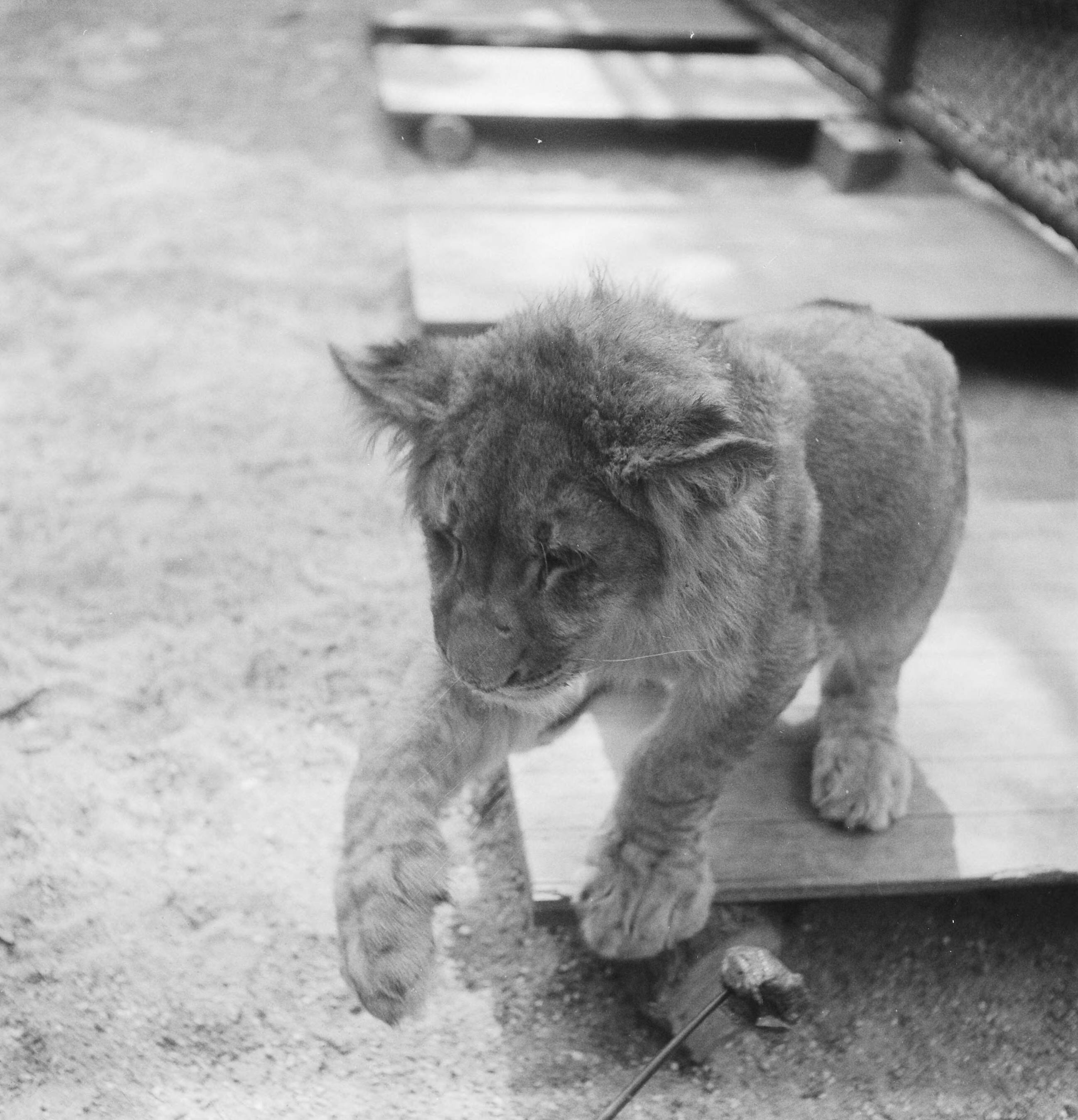 Fotocollectie Anefo — Acht maanden oude leeuwenvierling in dierenpark Wassenaar — Foto: Pot, Harry / Anefo. Licentie: Set B: Rechtenvrij / Publiek Domein. Bron: Nationaal Archief. http://hdl.handle.net/10648/ad7c2436-d0b4-102d-bcf8-003048976d84