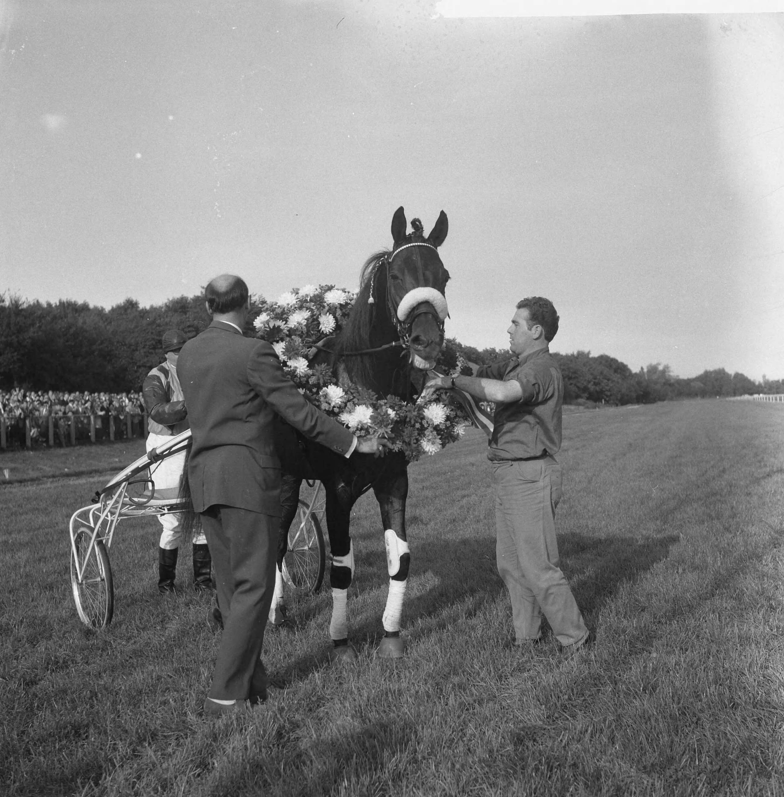 Fotocollectie Anefo — Draverskampioenschap van Nederland op Duindigt, de winnaar Hairos II met krans — Foto: Rossem, Wim van / Anefo. Licentie: Set B: Rechtenvrij / Publiek Domein. Bron: Nationaal Archief. http://hdl.handle.net/10648/a9ba5412-d0b4-102d-bcf8-003048976d84