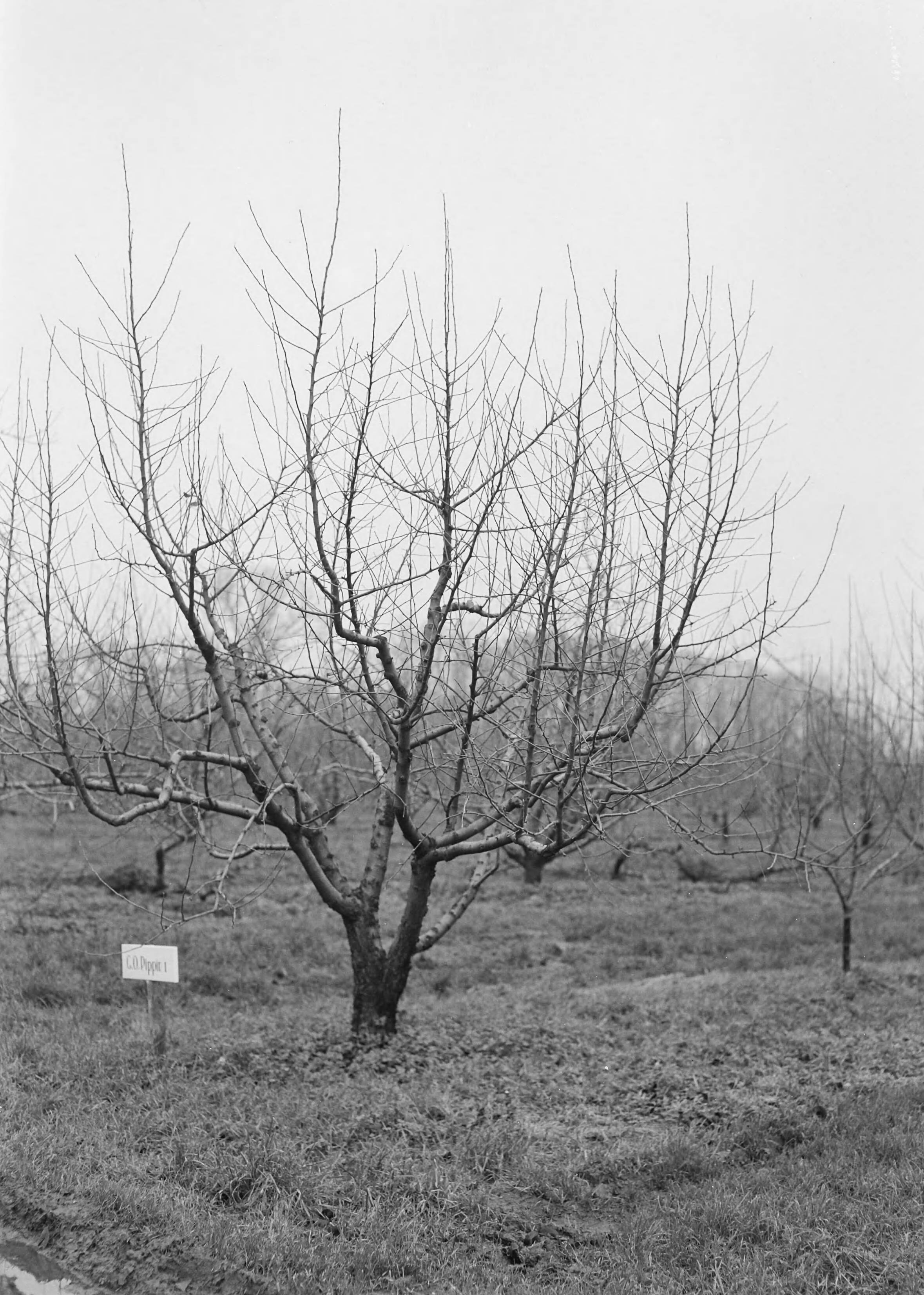 Fotocollectie Nederlandse Heidemaatschappij — Cox's Orange Pippin in 1950 geënt op Schoner van Wordhousen o t I — Foto: Eyssen, [...] / Heidemij. Licentie: Set B: Rechtenvrij / Publiek Domein. Bron: Nationaal Archief. http://hdl.handle.net/10648/ae761d06-d0b4-102d-bcf8-003048976d84