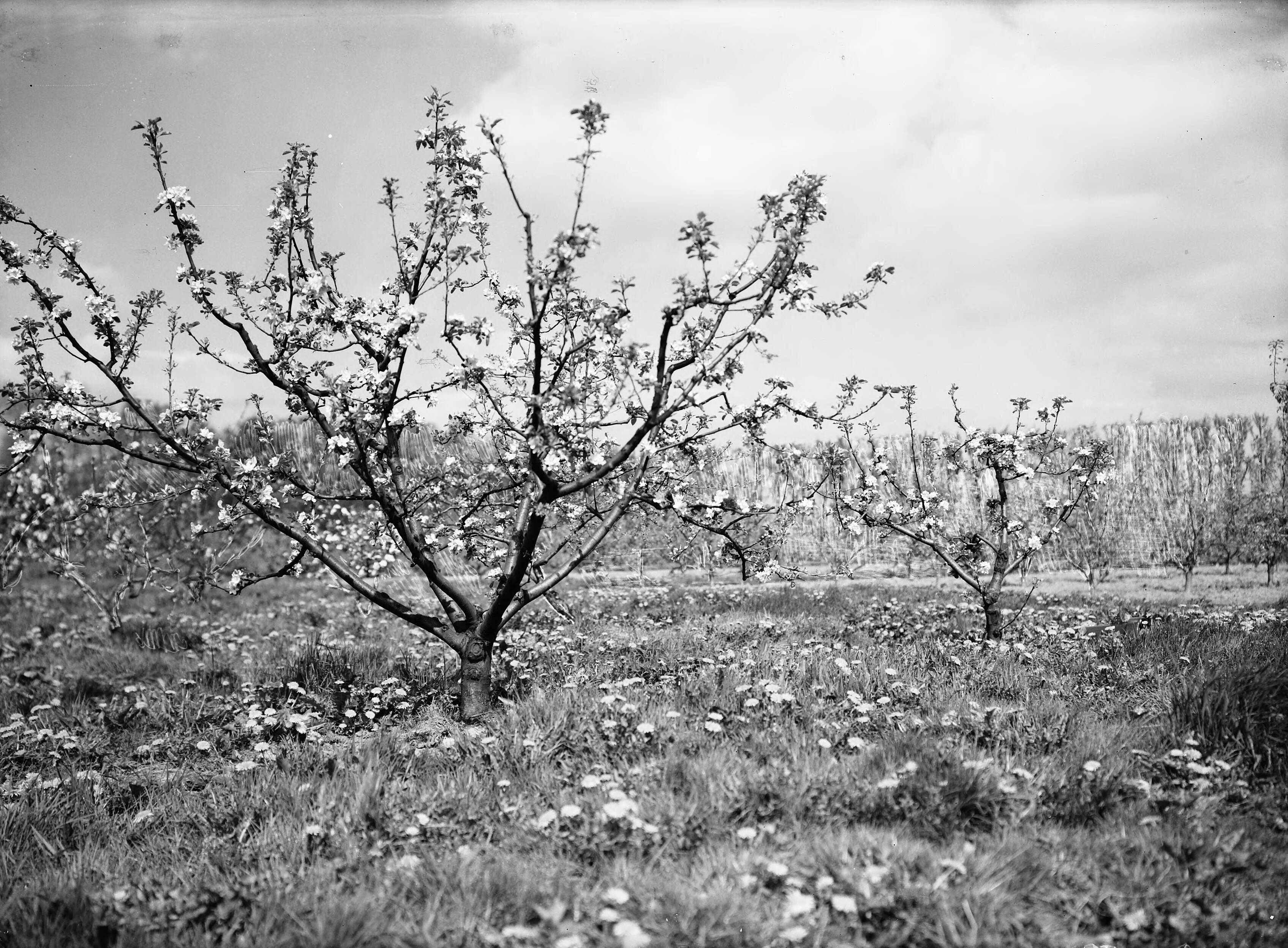 Fotocollectie Nederlandse Heidemaatschappij — James Grieve 8 jaar: L. op type 1 / R. op type IX - Van Tets Fruitteeltschool Houten — Foto: Eyssen, [...] / Heidemij. Licentie: Set B: Rechtenvrij / Publiek Domein. Bron: Nationaal Archief. http://hdl.handle.net/10648/ae7614fa-d0b4-102d-bcf8-003048976d84