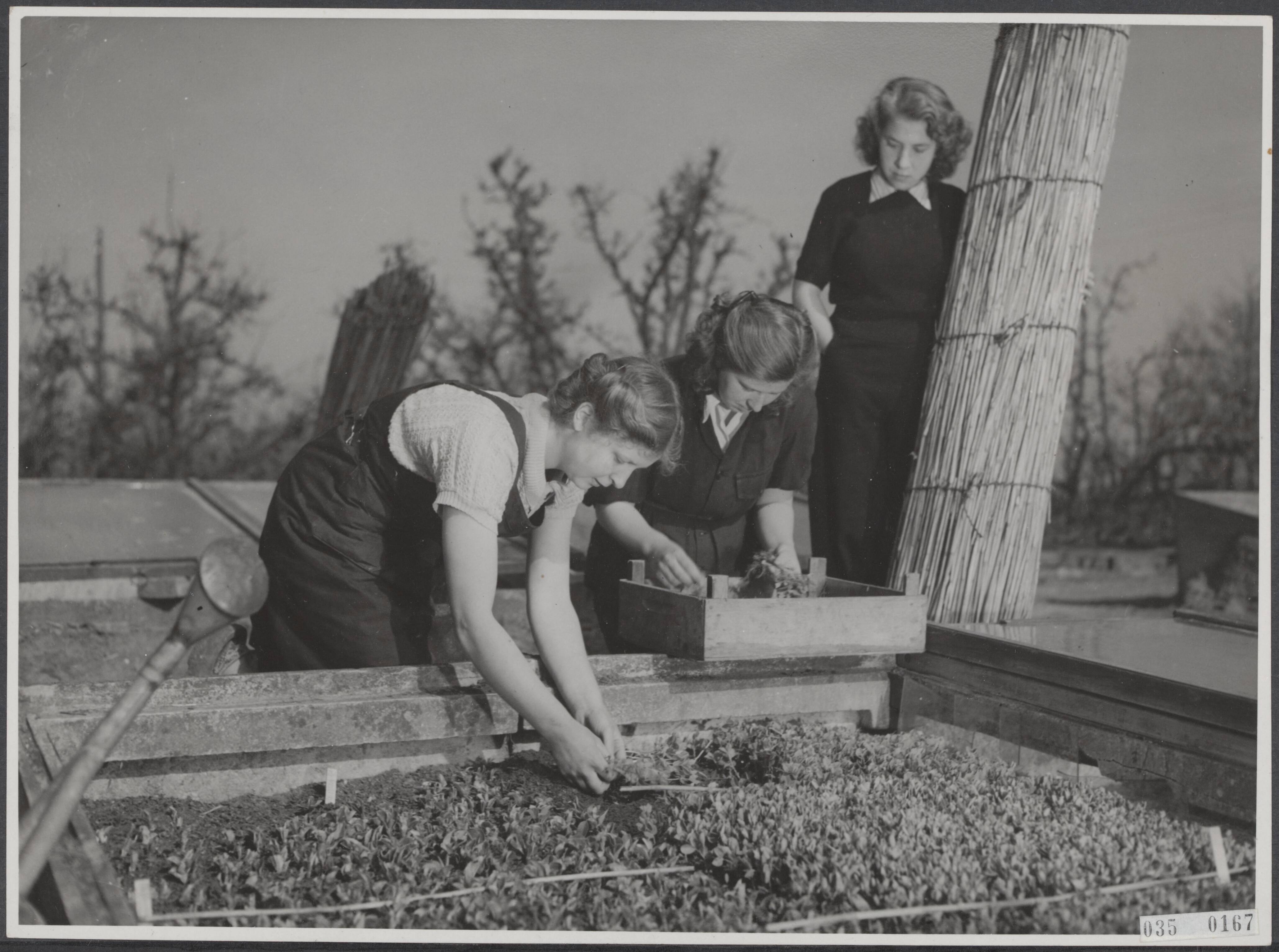 Fotocollectie Elsevier Binnenland — Tuinbouwschool "Huize te Lande" Rijswijk. De uitgezaaide groenteplantjes worden uit de bakken gehaald, om in het veld te worden uitgeplant — Foto: Raucamp, Koos / Anefo. Licentie: Set B: Rechtenvrij / Publiek Domein. Bron: Nationaal Archief. http://hdl.handle.net/10648/ade9e142-d0b4-102d-bcf8-003048976d84