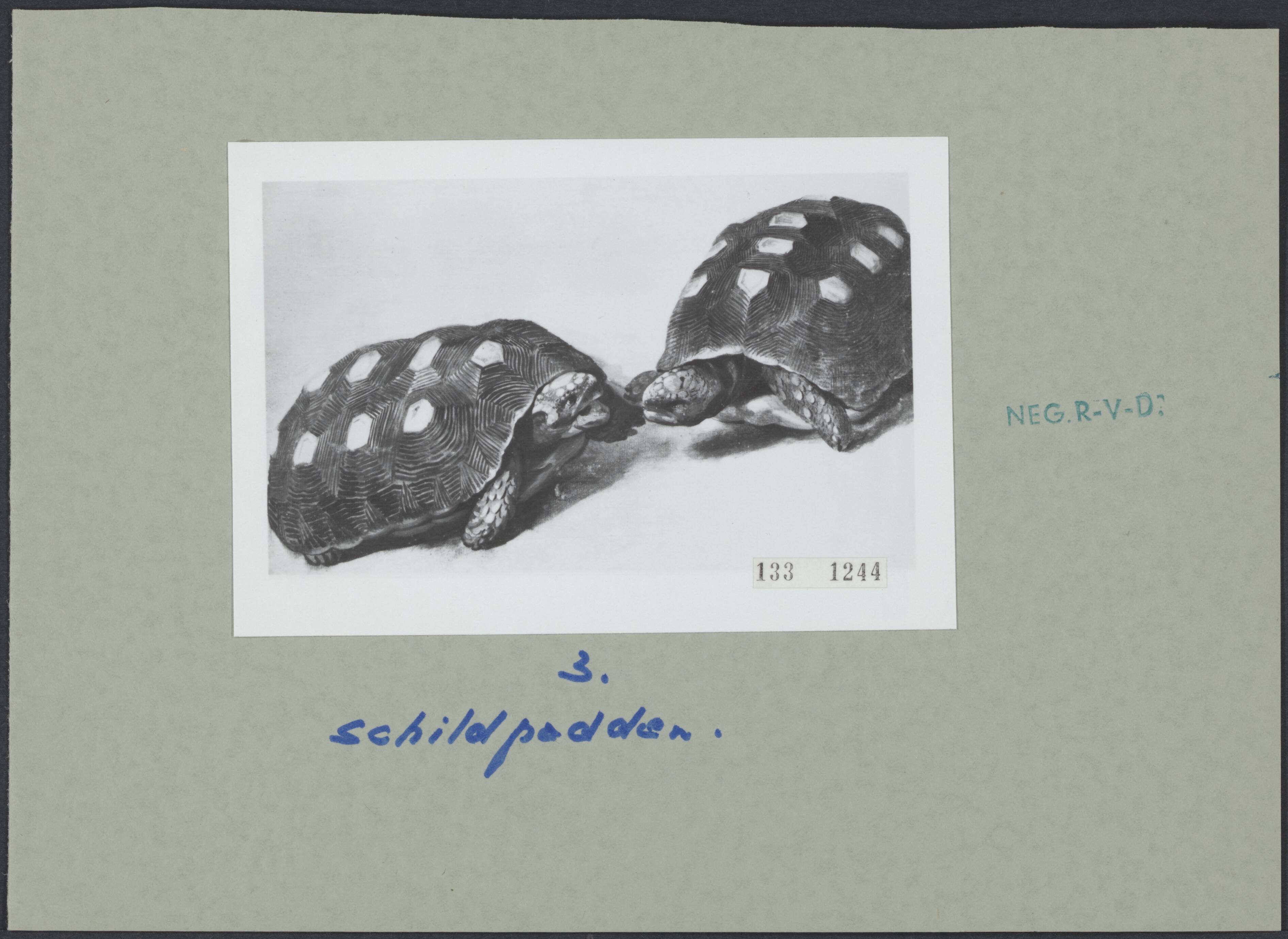 Fotocollectie Rijksvoorlichtingsdienst Eigen — Albert Eckhout (1610–1665): twee Braziliaanse schildpadden. Den Haag, Mauritshuis — Foto: Rijksvoorlichtingsdienst (RVD). Licentie: Set B: Rechtenvrij / Publiek Domein. Bron: Nationaal Archief. http://hdl.handle.net/10648/af58b206-d0b4-102d-bcf8-003048976d84