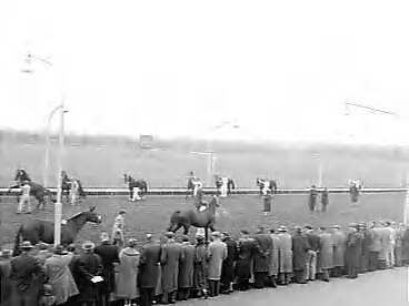 Fotocollectie Anefo — Jaarlijkse hengstenkeuringen en jaarlingenshow in het sportpark te Hilversum — Foto: Bilsen, Joop van / Anefo. Licentie: Set B: Rechtenvrij / Publiek Domein. Bron: Nationaal Archief. http://hdl.handle.net/10648/a96f1d62-d0b4-102d-bcf8-003048976d84