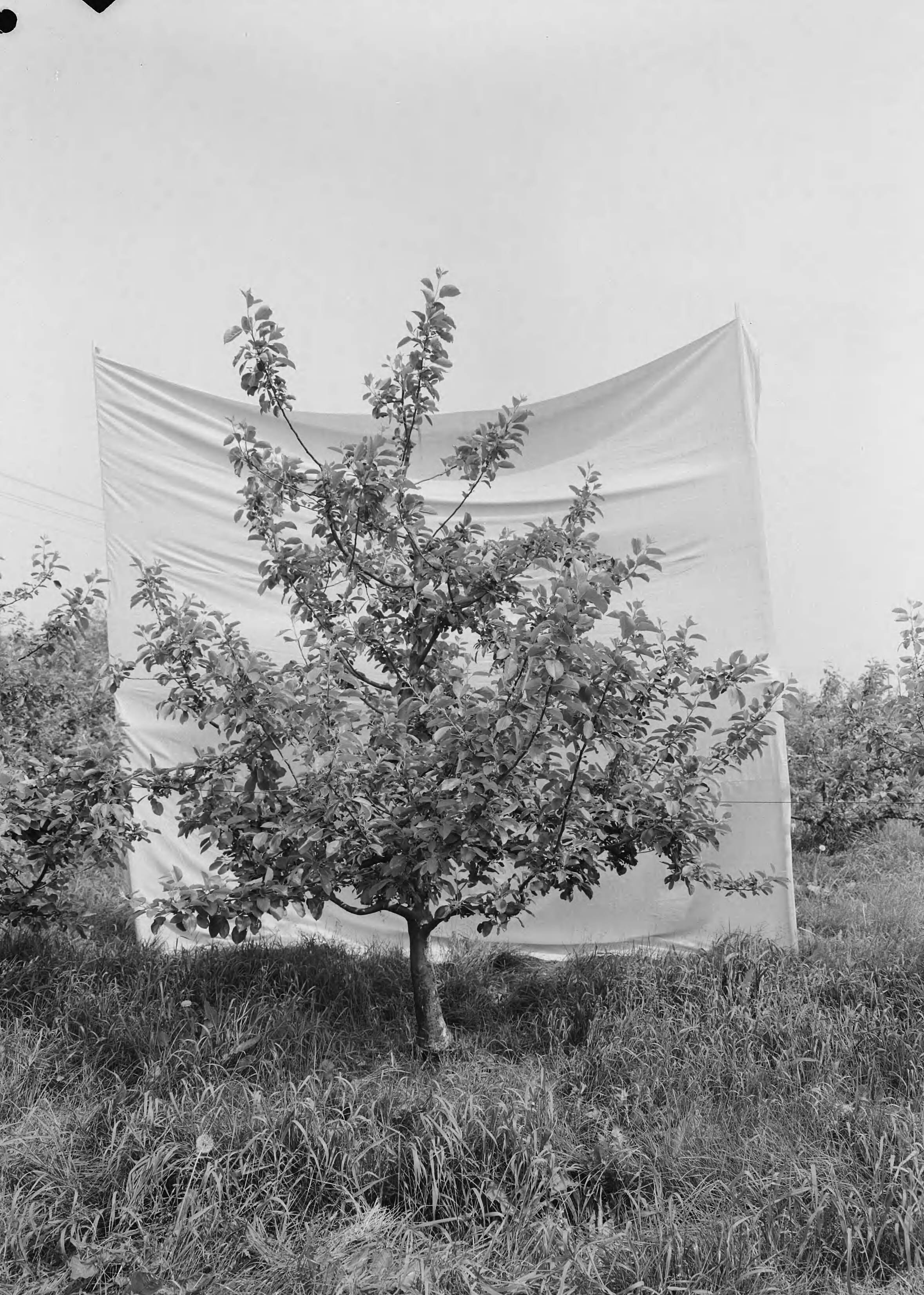 Fotocollectie Nederlandse Heidemaatschappij — Boomgaard Fruitteeltschool te Houten. James Grieve VII 22 jaar — Foto: Fotograaf Onbekend / Heidemij. Licentie: Set B: Rechtenvrij / Publiek Domein. Bron: Nationaal Archief. http://hdl.handle.net/10648/ae762b16-d0b4-102d-bcf8-003048976d84