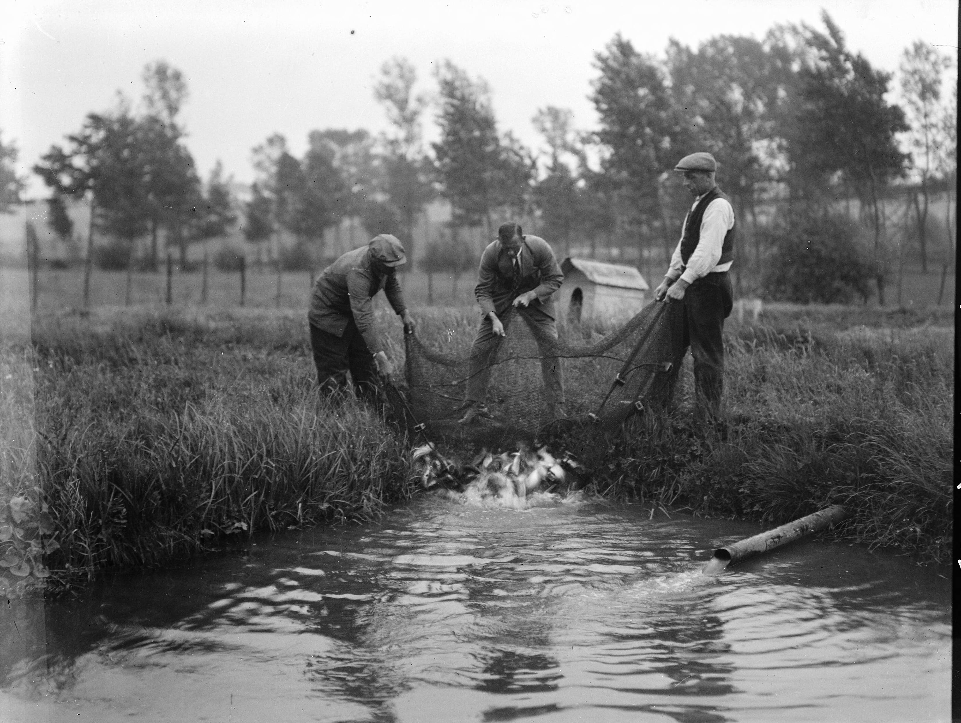 Fotocollectie Nederlandse Heidemaatschappij — Gulpen|kwekerij — Foto: Fotograaf Onbekend / Heidemij. Licentie: Set B: Rechtenvrij / Publiek Domein. Bron: Nationaal Archief. http://hdl.handle.net/10648/ae40e64a-d0b4-102d-bcf8-003048976d84