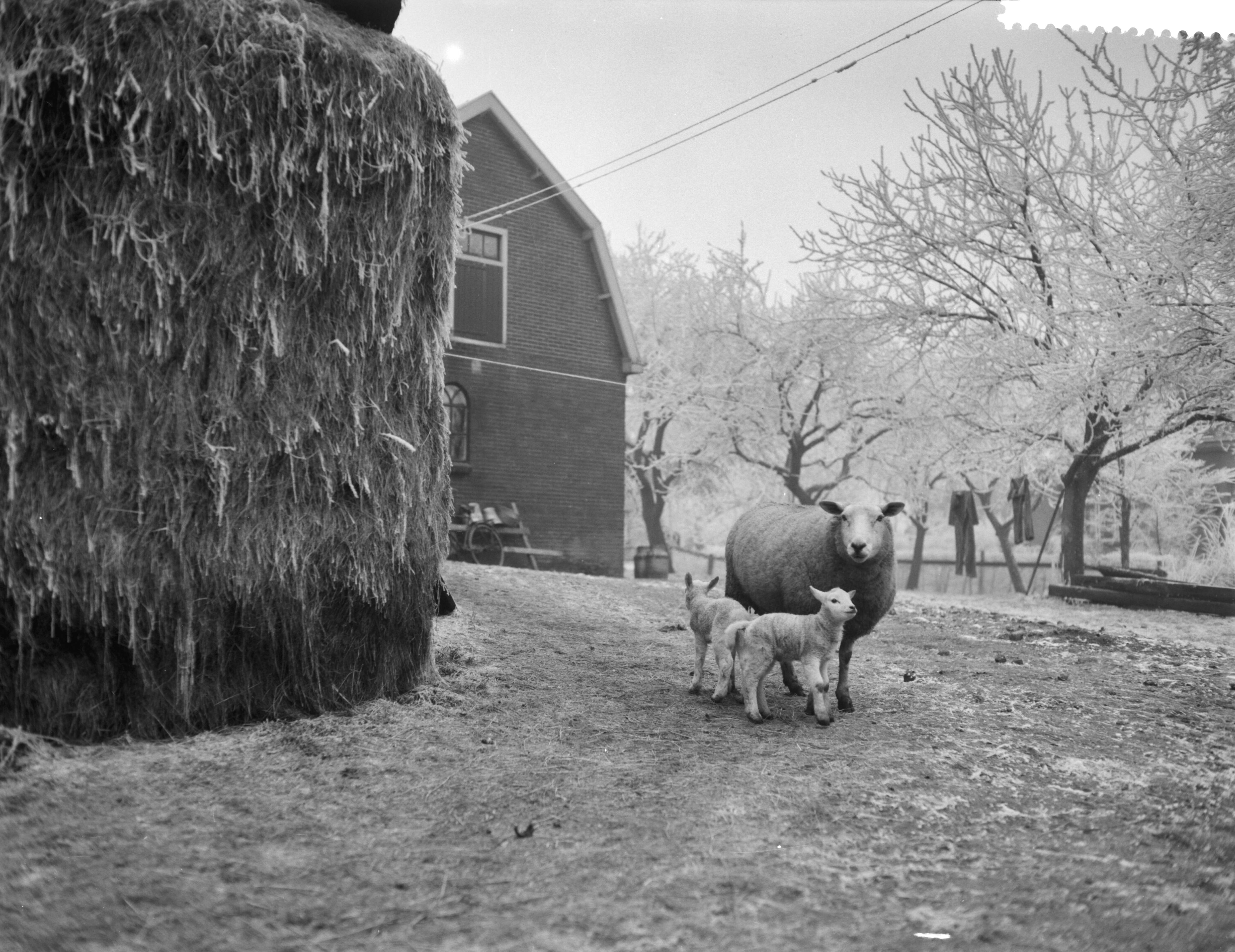 Fotocollectie Anefo — Lammeren geboren bij Abcoude — Foto: Rossem, Wim van / Anefo. Licentie: Set B: Rechtenvrij / Publiek Domein. Bron: Nationaal Archief. http://hdl.handle.net/10648/a98da32c-d0b4-102d-bcf8-003048976d84