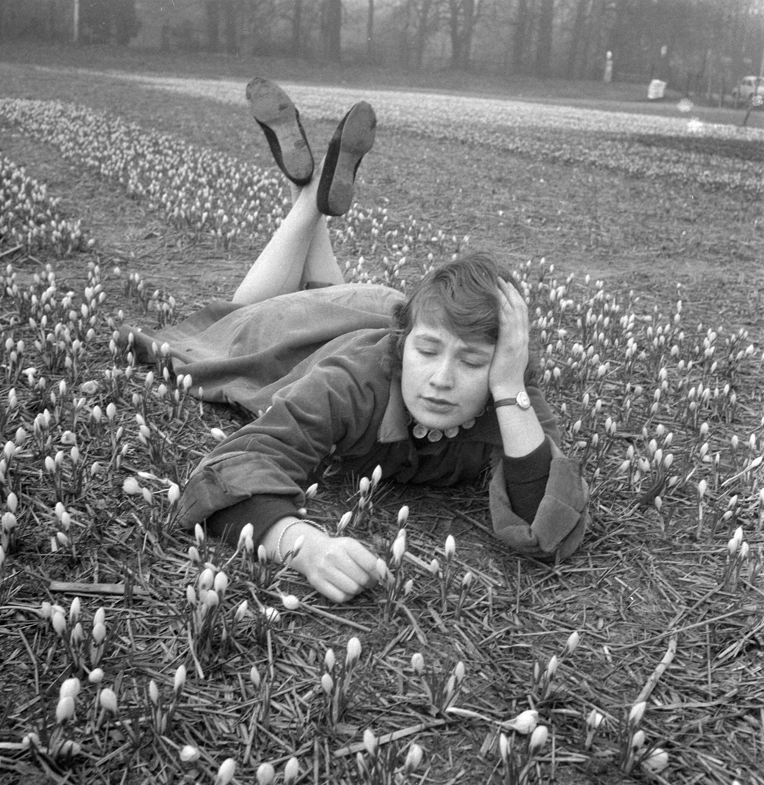 Fotocollectie Anefo — Crocussen bloeien in Overveen — Foto: Pot, Harry / Anefo. Licentie: Set B: Rechtenvrij / Publiek Domein. Bron: Nationaal Archief. http://hdl.handle.net/10648/a9753c42-d0b4-102d-bcf8-003048976d84