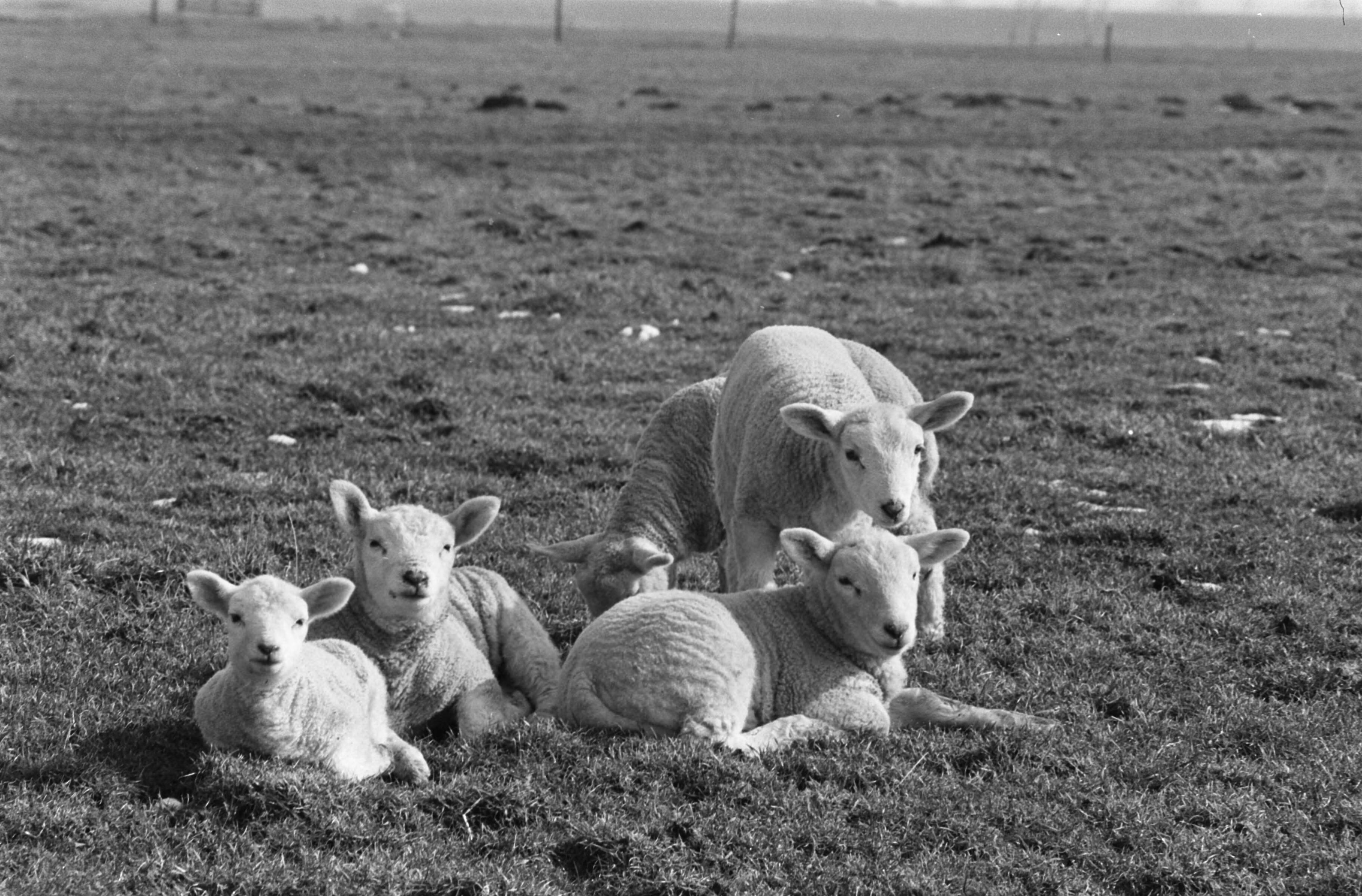 Fotocollectie Anefo — Lente. Lammeren in de wei bij Abcoude — Foto: Evers, Joost / Anefo. Licentie: Set B: Rechtenvrij / Publiek Domein. Bron: Nationaal Archief. http://hdl.handle.net/10648/ab901a7e-d0b4-102d-bcf8-003048976d84