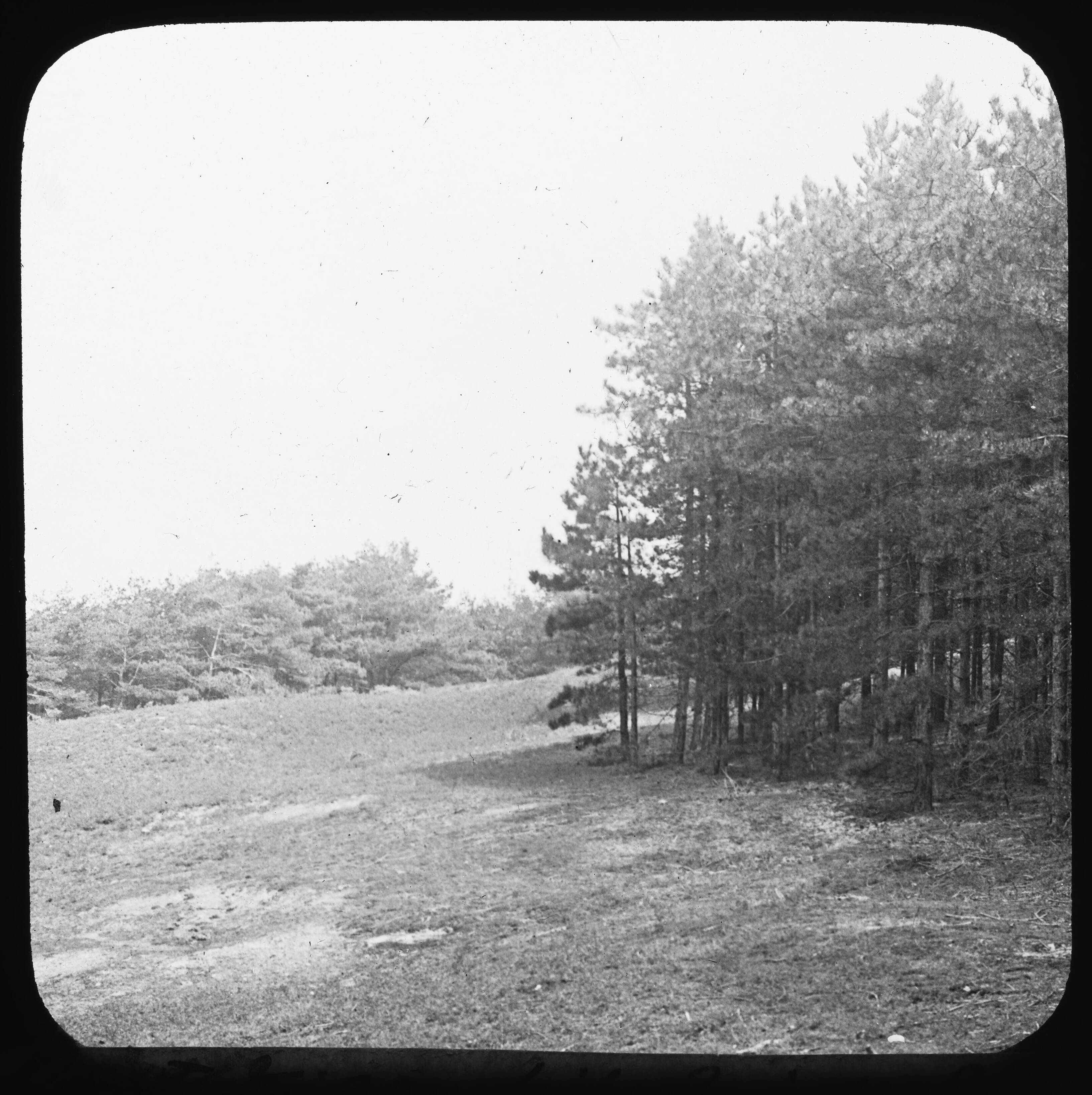 Fotocollectie Nederlandse Heidemaatschappij — papierhout — Foto: Fotograaf Onbekend / Heidemij. Licentie: Set B: Rechtenvrij / Publiek Domein. Bron: Nationaal Archief. http://hdl.handle.net/10648/ae46eb08-d0b4-102d-bcf8-003048976d84