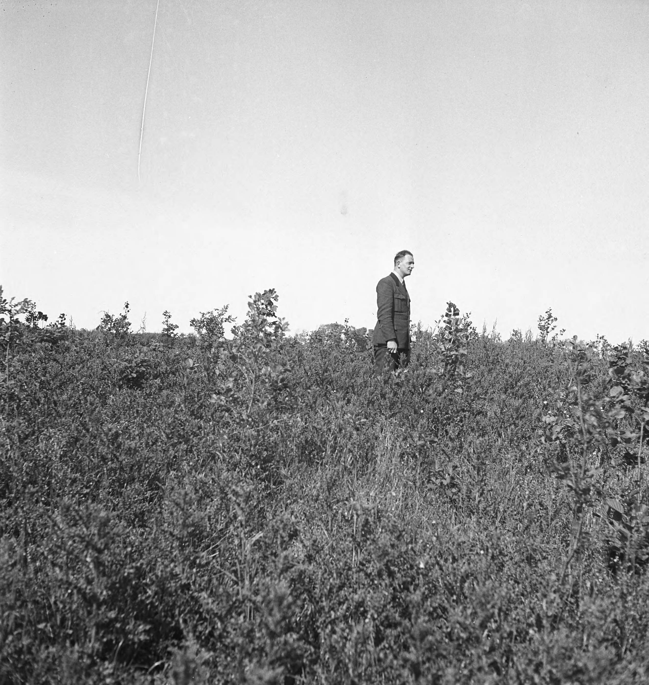 Fotocollectie Nederlandse Heidemaatschappij — [geen bijschrift. Wellicht herbeplanting landgoed "ter Hooge" in het 2e jaar van de aanleg — Foto: Tromp, [...] / Heidemij. Licentie: Set B: Rechtenvrij / Publiek Domein. Bron: Nationaal Archief. http://hdl.handle.net/10648/ae800258-d0b4-102d-bcf8-003048976d84