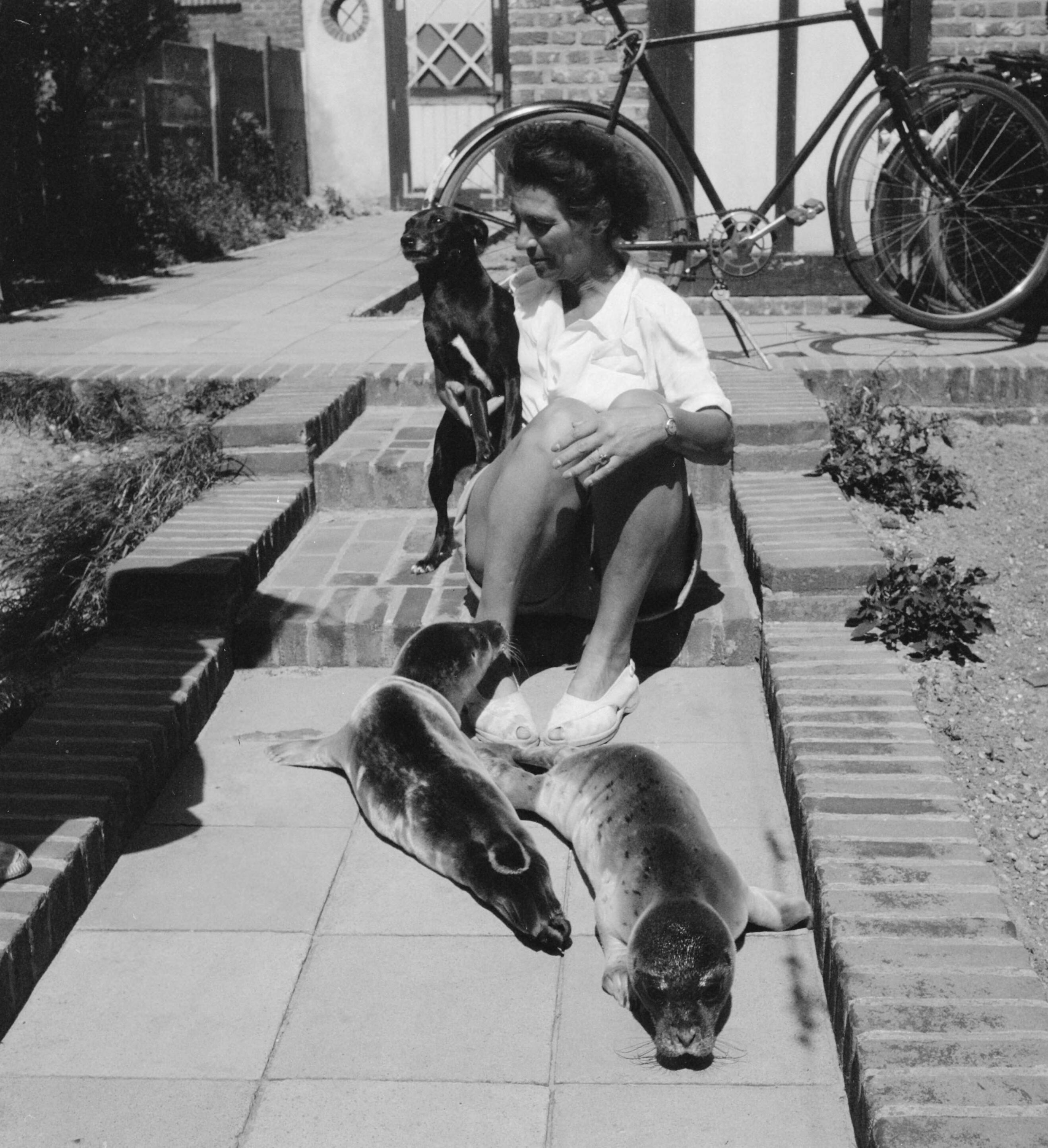 Zeehondjes — Mevrouw Sissingh (Vlissingen) met twee jonge zeehondjes, en hond — Foto: Noske, J.D. / Anefo. Licentie: Set B: Rechtenvrij / Publiek Domein. Bron: Nationaal Archief. http://hdl.handle.net/10648/a8dbdebc-d0b4-102d-bcf8-003048976d84