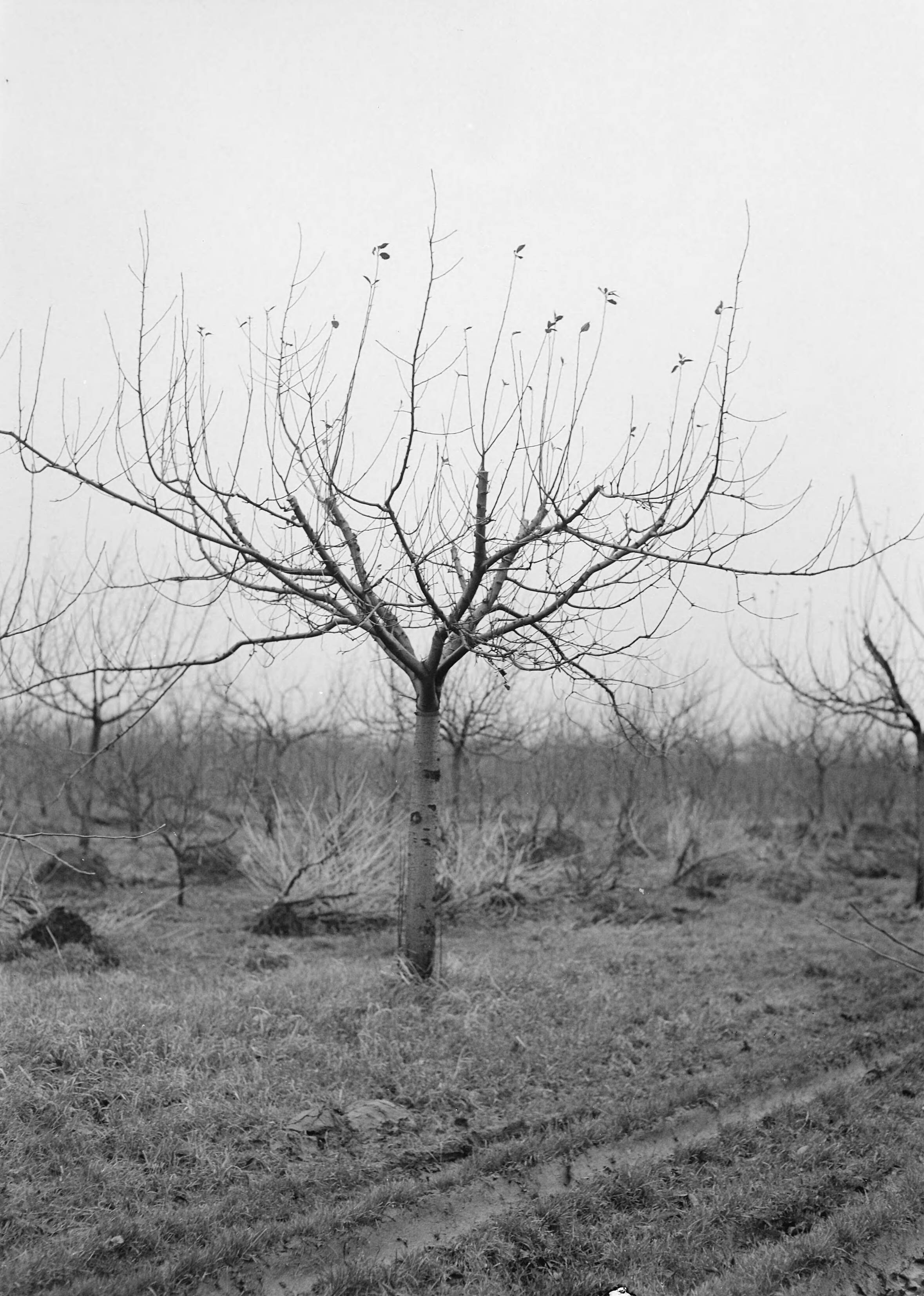 Fotocollectie Nederlandse Heidemaatschappij — Goudreinette in 1954 geent op Sterappel hoogstam type XVI — Foto: Eyssen, [...] / Heidemij. Licentie: Set B: Rechtenvrij / Publiek Domein. Bron: Nationaal Archief. http://hdl.handle.net/10648/ae762026-d0b4-102d-bcf8-003048976d84