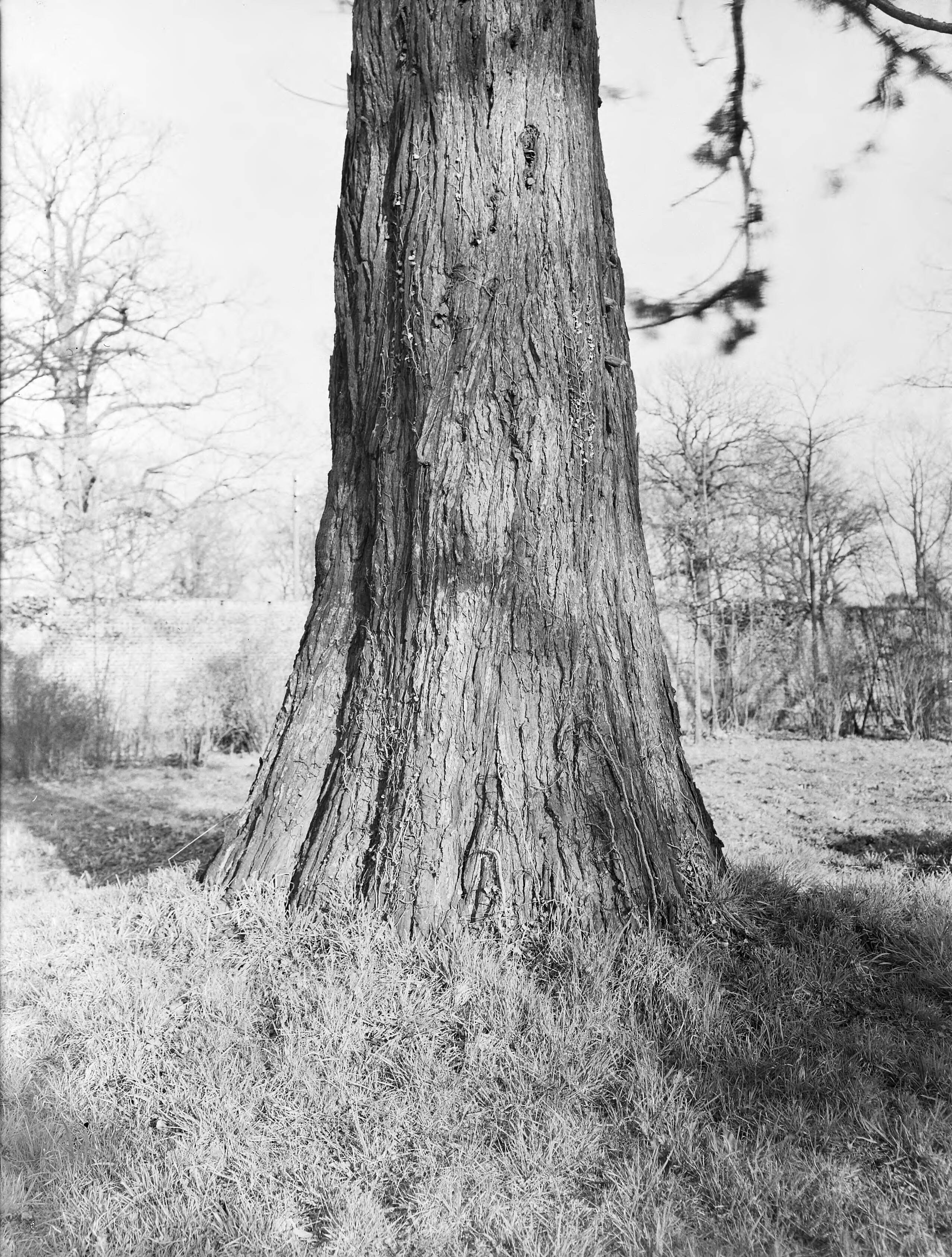 Fotocollectie Nederlandse Heidemaatschappij — Sequioia Gigantea, kasteel Mheer — Foto: Fotograaf Onbekend / Heidemij. Licentie: Set B: Rechtenvrij / Publiek Domein. Bron: Nationaal Archief. http://hdl.handle.net/10648/ae81cd4a-d0b4-102d-bcf8-003048976d84