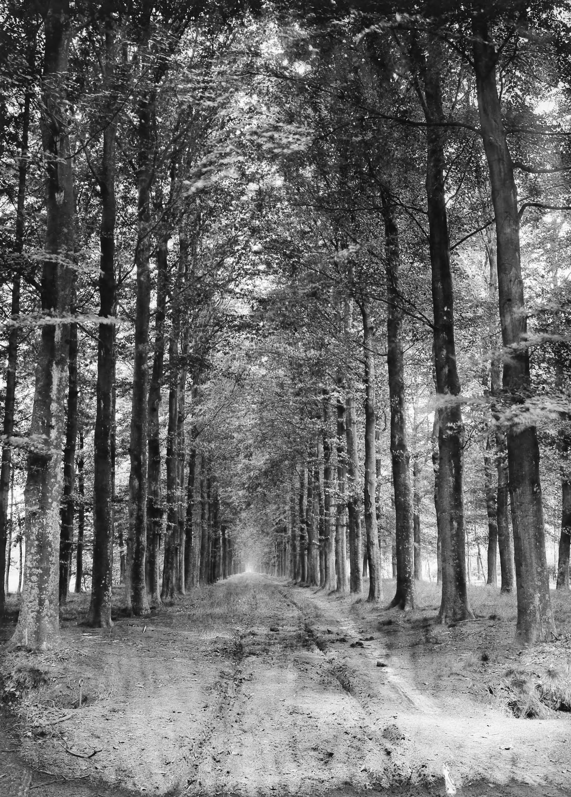 Fotocollectie Nederlandse Heidemaatschappij — Beukenlaan op landgoed Pijnenburg te Baarn — Foto: Fotograaf Onbekend / Heidemij. Licentie: Set B: Rechtenvrij / Publiek Domein. Bron: Nationaal Archief. http://hdl.handle.net/10648/ae42a674-d0b4-102d-bcf8-003048976d84