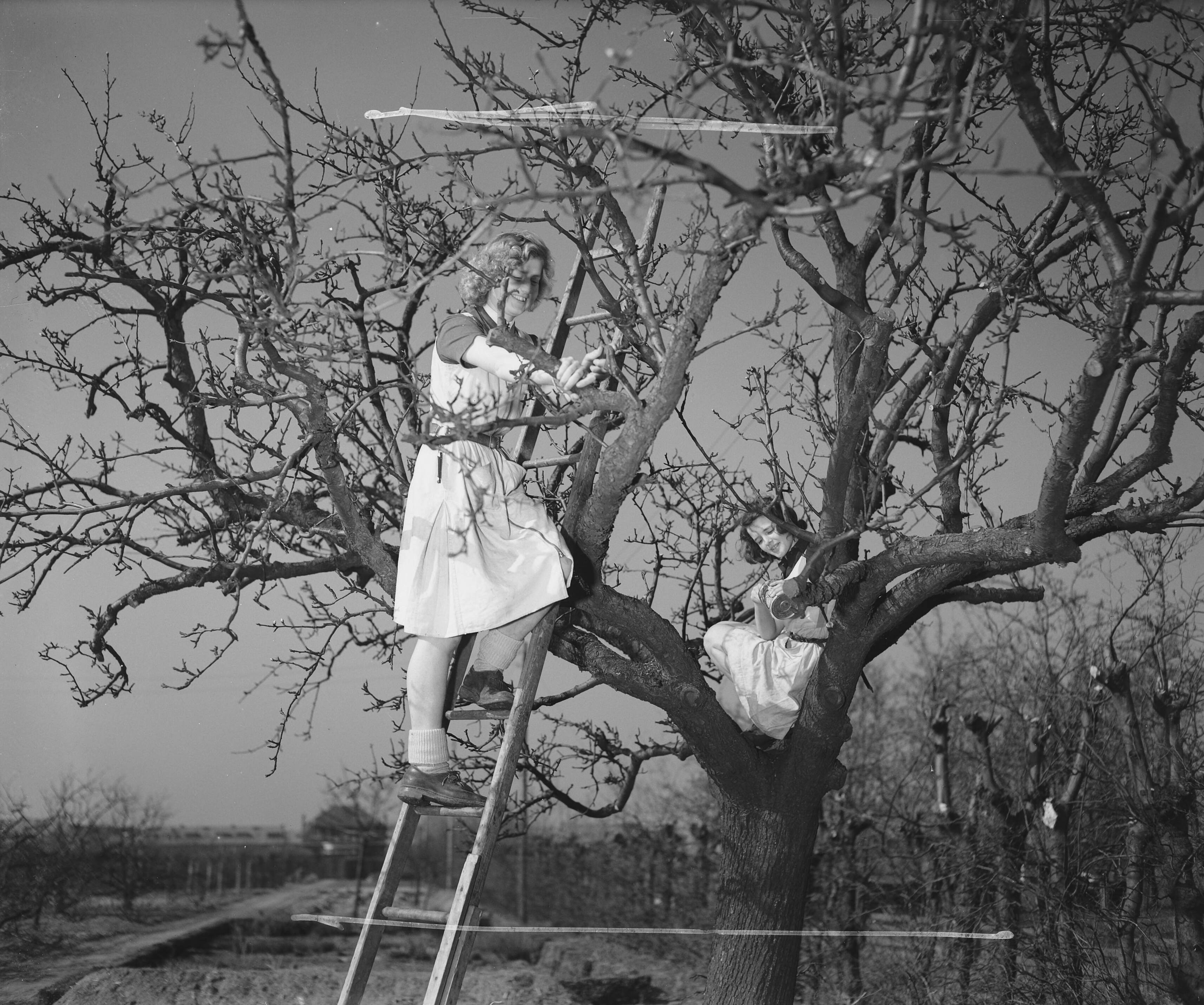 Fotocollectie Anefo — Tuinbouwschool "Huize te Lande" te Rijswijk. Het snoeien van de appelboom met vereende krachten. De leerlinge rechts verft de afgezaagde takstompen met rode menie tegen het uitdrogen — Foto: Raucamp, Koos / Anefo. Licentie: Set B: Rechtenvrij / Publiek Domein. Bron: Nationaal Archief. http://hdl.handle.net/10648/a89b4564-d0b4-102d-bcf8-003048976d84