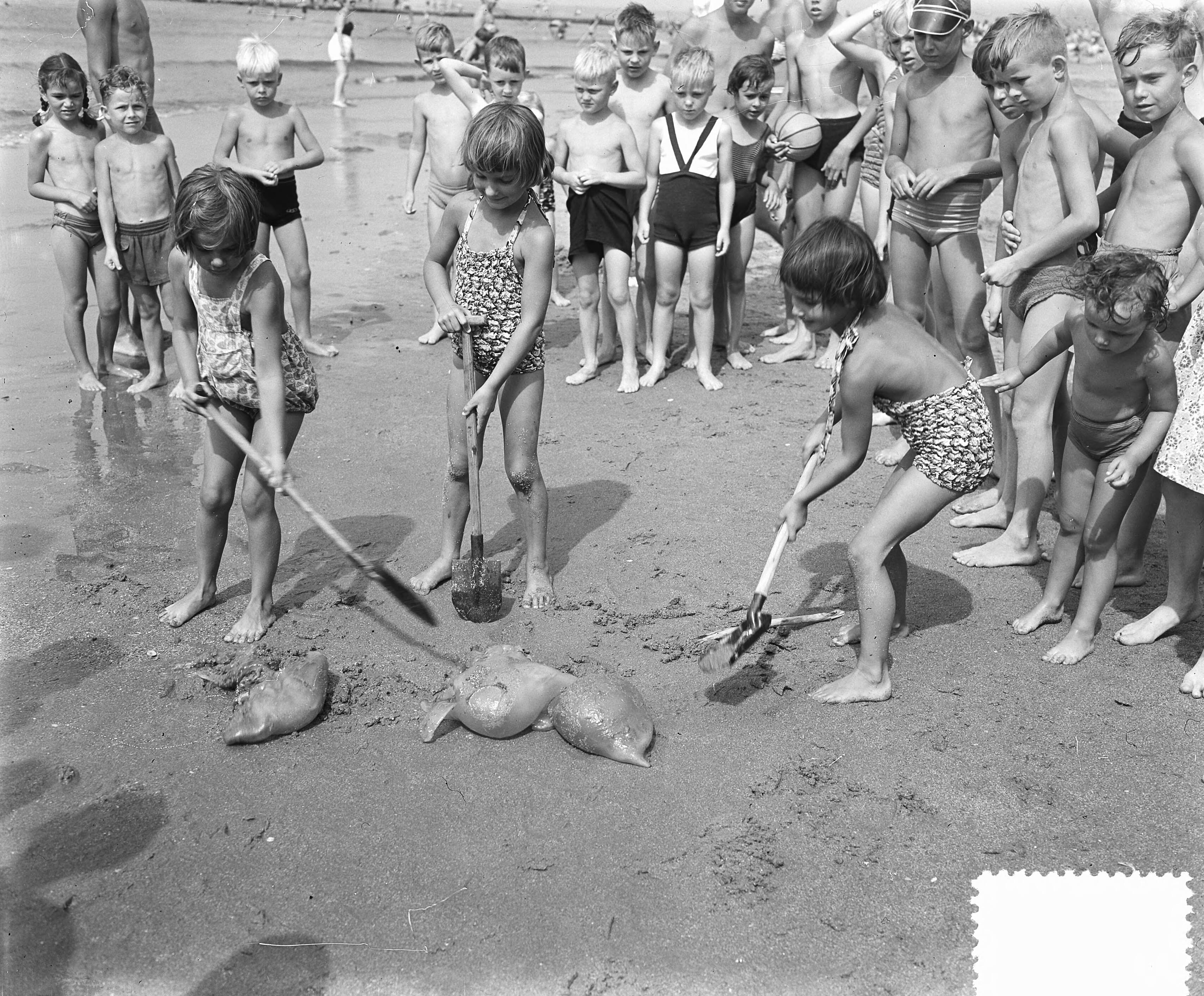Fotocollectie Anefo — Hete dag aan het strand van Scheveningen. Gevonden kwallen — Foto: Duinen, H. van / Anefo. Licentie: Set B: Rechtenvrij / Publiek Domein. Bron: Nationaal Archief. http://hdl.handle.net/10648/a910e53a-d0b4-102d-bcf8-003048976d84