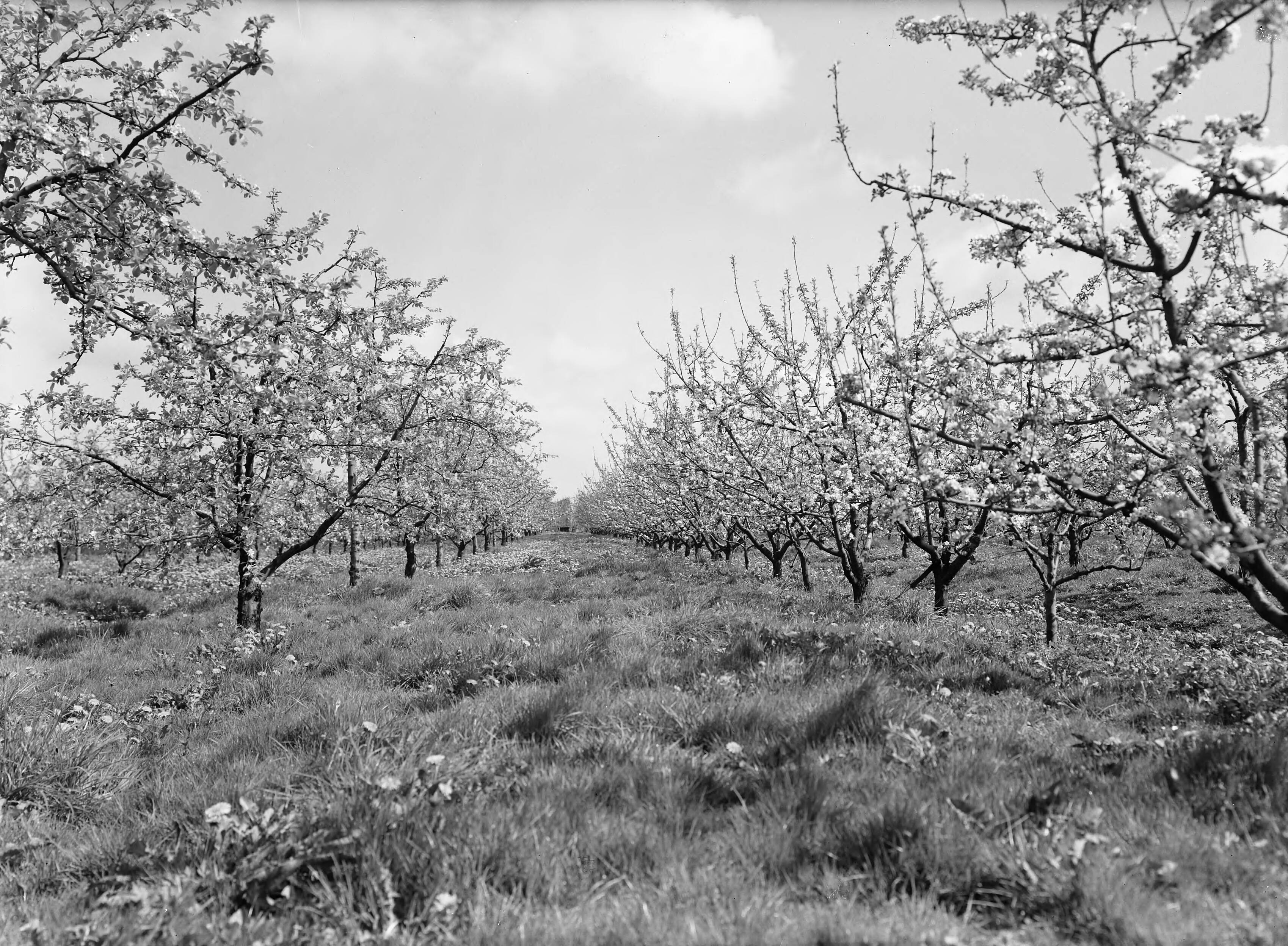 Fotocollectie Nederlandse Heidemaatschappij — L? Hoogstam en struik Early Victoria op XI. R. Struik Cox" Oranje Pippin op IV. Afstand 2 1/2 meter - Van Tets Fruitteeltschool Houten — Foto: Eyssen, [...] / Heidemij. Licentie: Set B: Rechtenvrij / Publiek Domein. Bron: Nationaal Archief. http://hdl.handle.net/10648/ae7615b8-d0b4-102d-bcf8-003048976d84