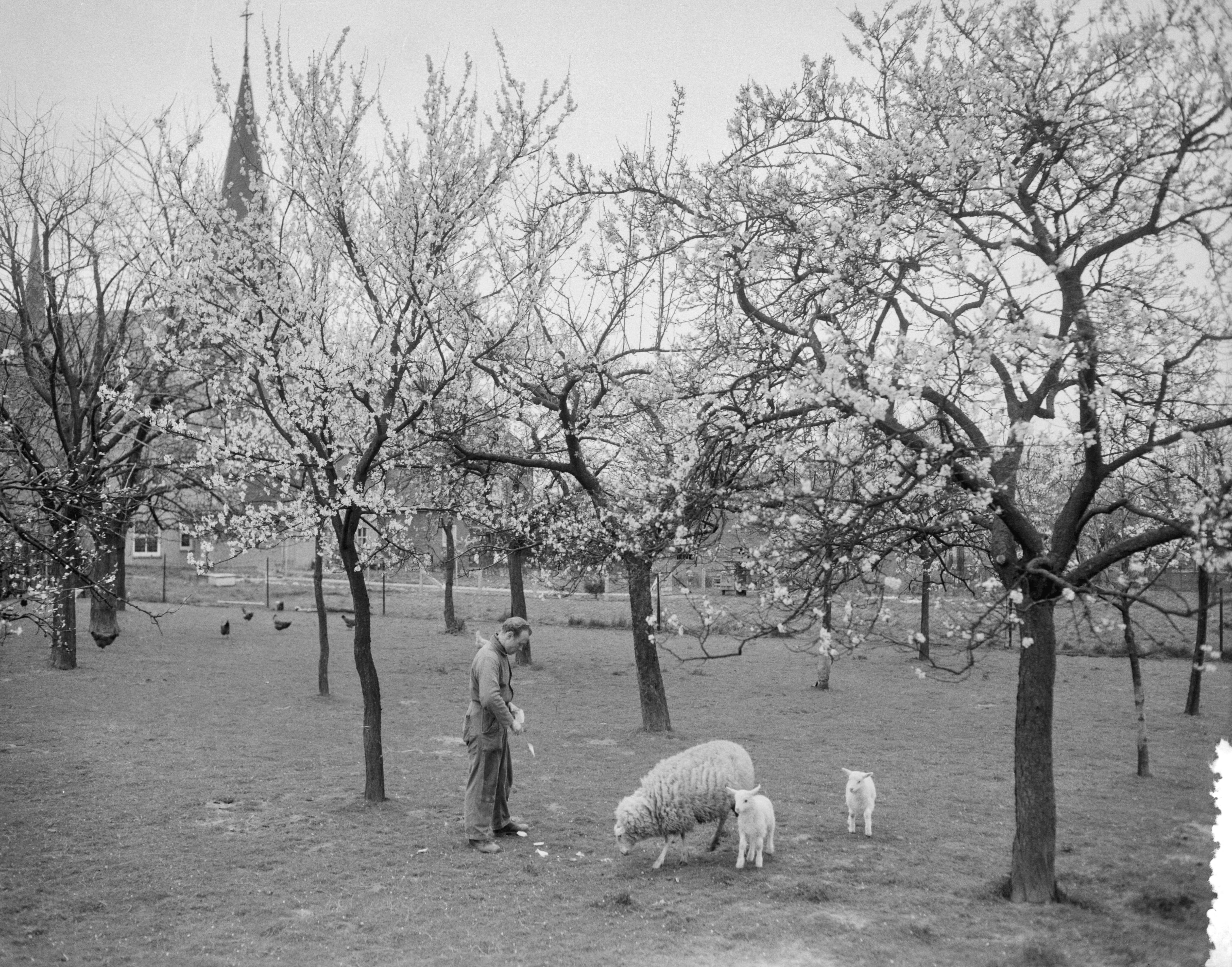 Fotocollectie Anefo — Vroege bloesem in Zuid-Limburg. Bij Berg en Terblijt — Foto: Bilsen, Joop van / Anefo. Licentie: Set B: Rechtenvrij / Publiek Domein. Bron: Nationaal Archief. http://hdl.handle.net/10648/a95b43b4-d0b4-102d-bcf8-003048976d84