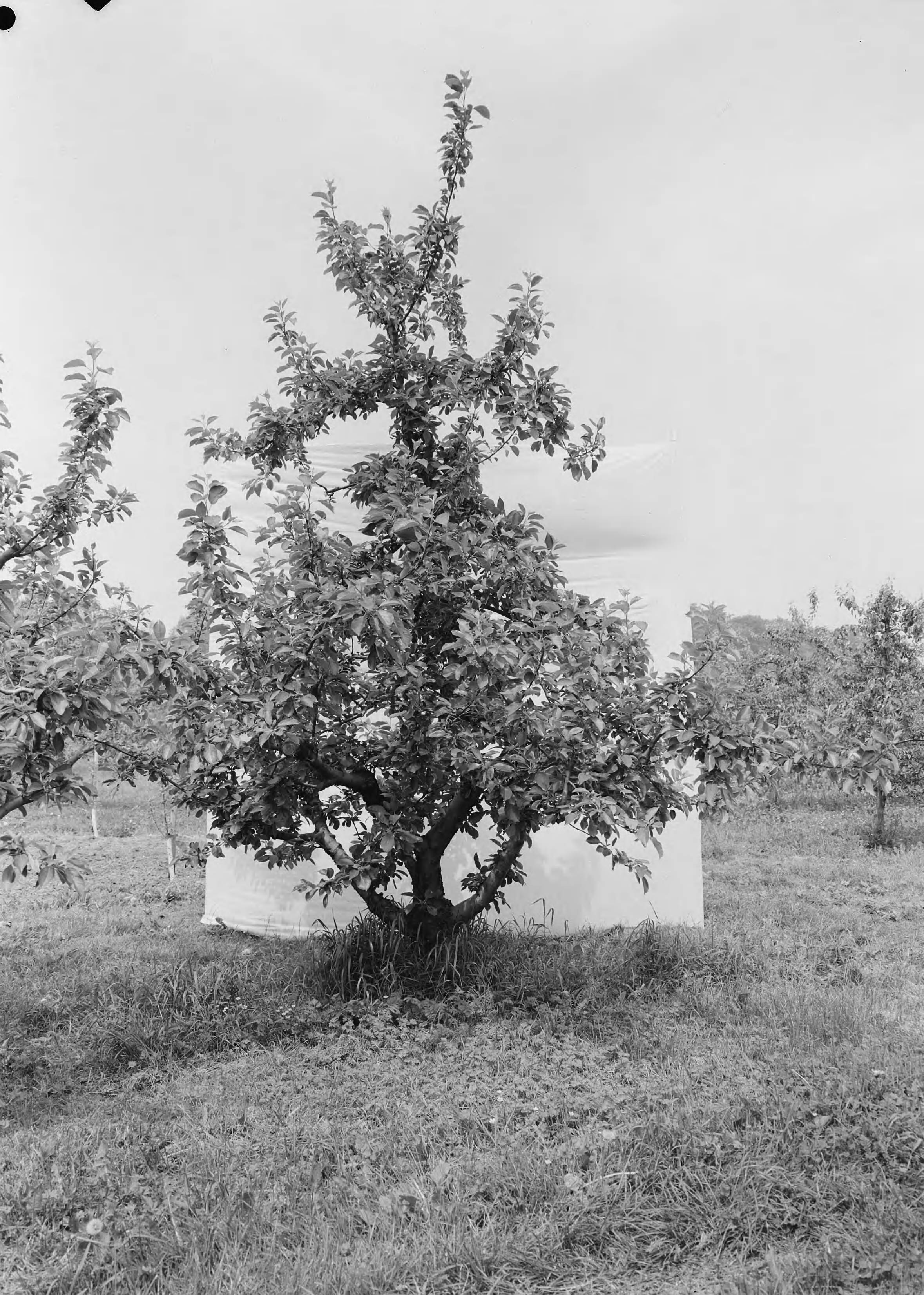 Fotocollectie Nederlandse Heidemaatschappij — Boomgaard Fruitteeltschool te Houten. James Grieve II 22 jaar — Foto: Eyssen, [...] / Heidemij. Licentie: Set B: Rechtenvrij / Publiek Domein. Bron: Nationaal Archief. http://hdl.handle.net/10648/ae762a4e-d0b4-102d-bcf8-003048976d84