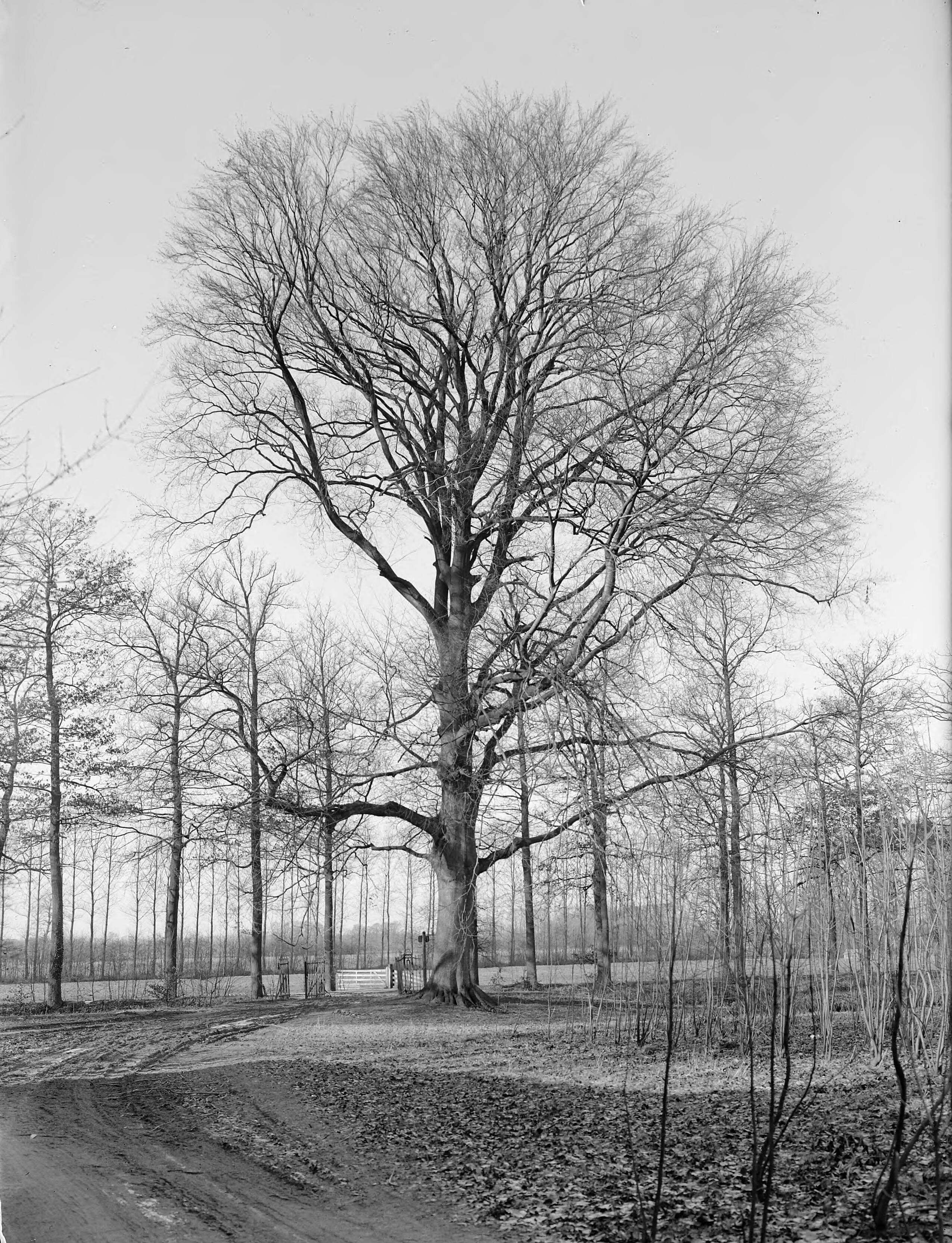 Fotocollectie Nederlandse Heidemaatschappij — Beuk op het landgoed de Niënhof, Bunnik — Foto: Fotograaf Onbekend / Heidemij. Licentie: Set B: Rechtenvrij / Publiek Domein. Bron: Nationaal Archief. http://hdl.handle.net/10648/ae81f63a-d0b4-102d-bcf8-003048976d84