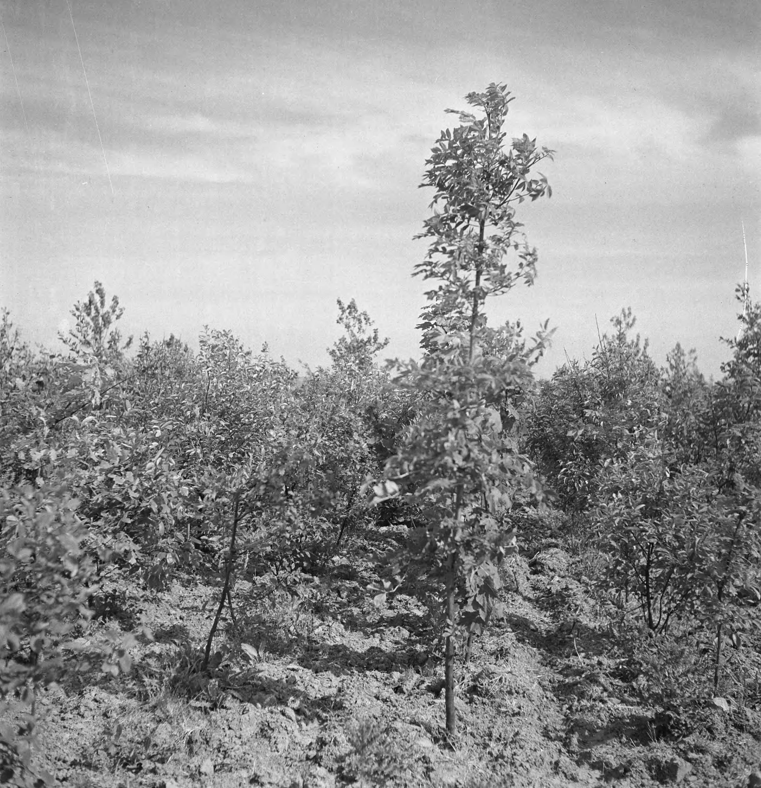 Fotocollectie Nederlandse Heidemaatschappij — [geen bijschrift. Wellicht herbeplanting landgoed "ter Hooge" in het 2e jaar van de aanleg — Foto: Tromp, [...] / Heidemij. Licentie: Set B: Rechtenvrij / Publiek Domein. Bron: Nationaal Archief. http://hdl.handle.net/10648/ae7ffa56-d0b4-102d-bcf8-003048976d84