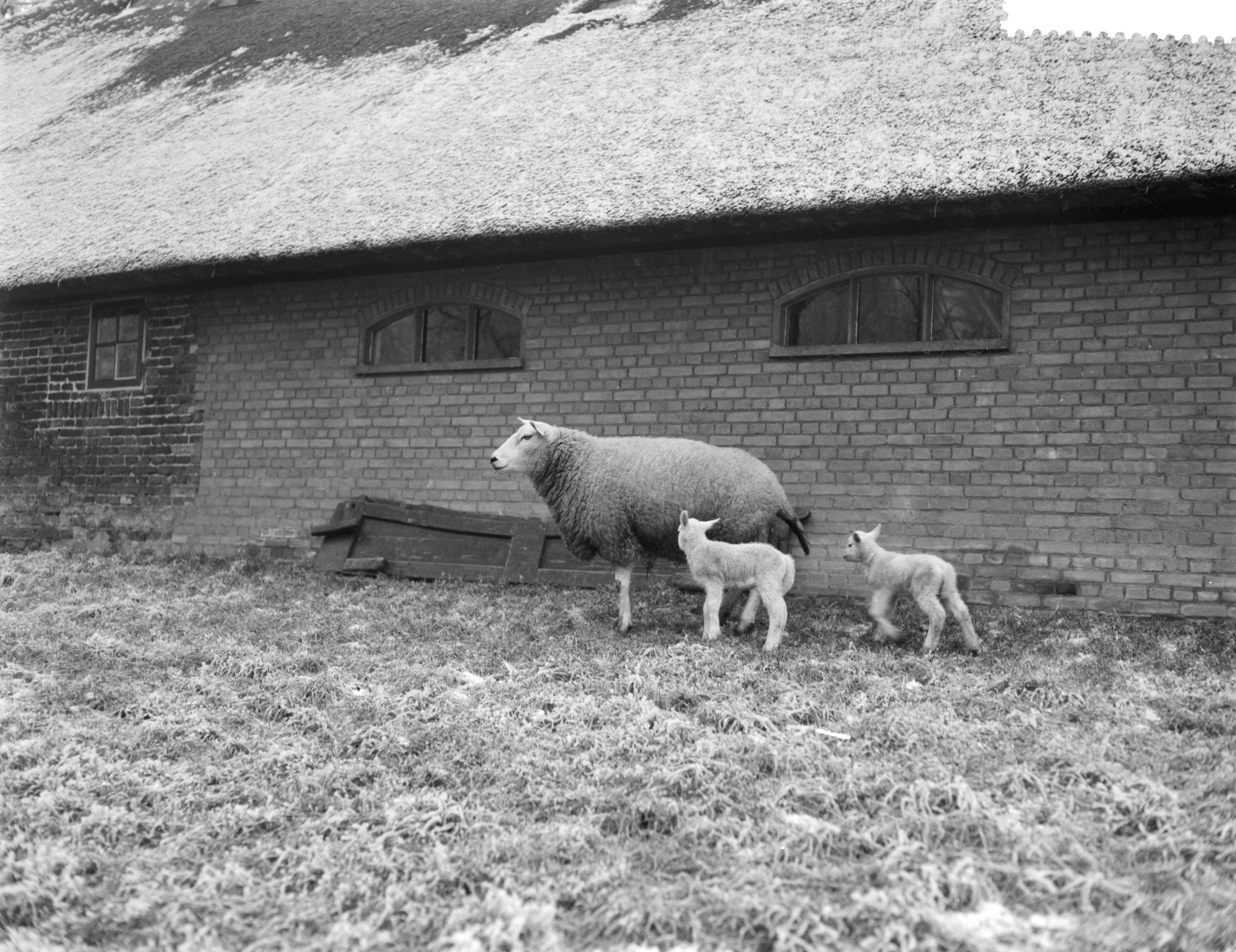 Fotocollectie Anefo — Lammeren geboren bij Abcoude — Foto: Rossem, Wim van / Anefo. Licentie: Set B: Rechtenvrij / Publiek Domein. Bron: Nationaal Archief. http://hdl.handle.net/10648/a98da49e-d0b4-102d-bcf8-003048976d84