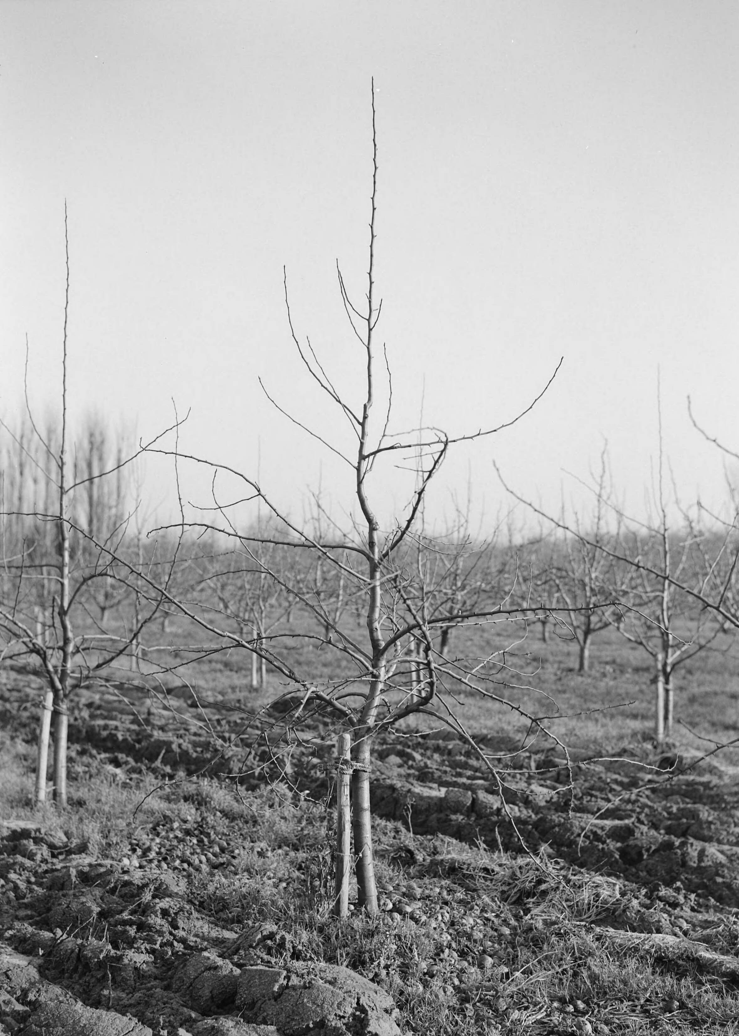 Fotocollectie Nederlandse Heidemaatschappij — Jonge peer op kwee A met tussenstam, van de beginne opgezet als "vrije spil" — Foto: Eyssen, [...] / Heidemij. Licentie: Set B: Rechtenvrij / Publiek Domein. Bron: Nationaal Archief. http://hdl.handle.net/10648/ae761b8a-d0b4-102d-bcf8-003048976d84