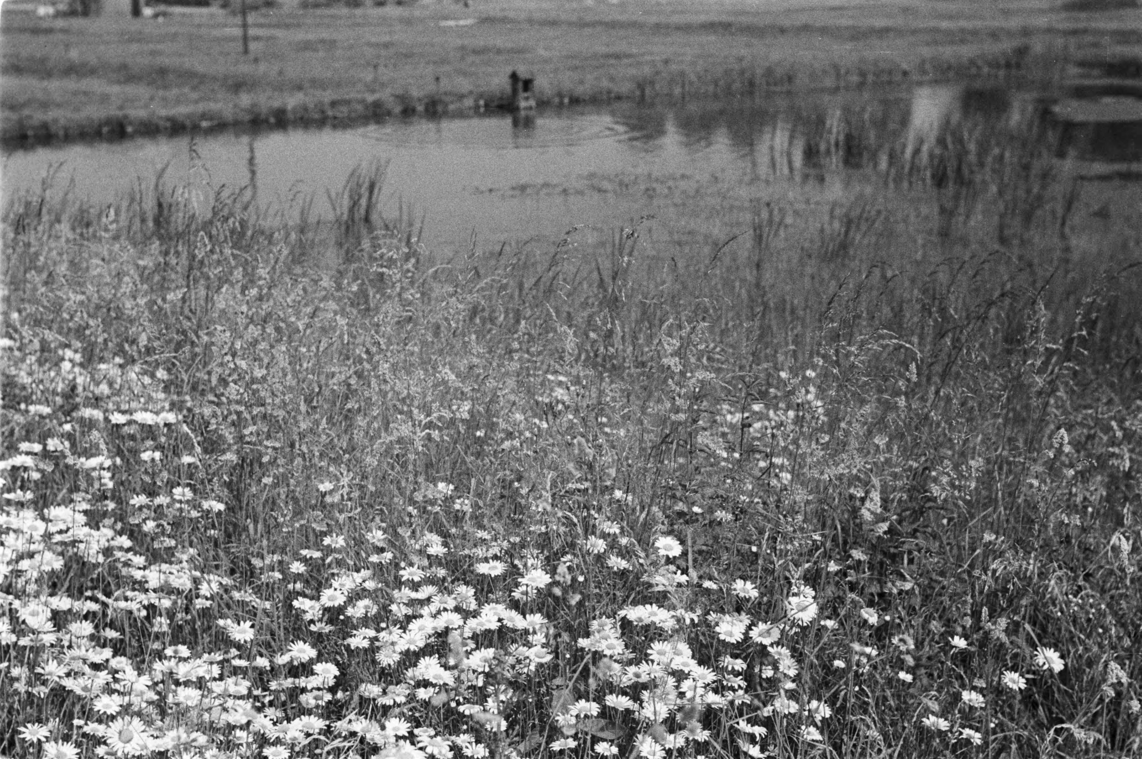 Fotocollectie Nederlandse Heidemaatschappij — Gulpen|visserij |viskwekerijen |oeverbegroeiingen |lage vijvers — Foto: Fotograaf Onbekend / Heidemij. Licentie: Set B: Rechtenvrij / Publiek Domein. Bron: Nationaal Archief. http://hdl.handle.net/10648/ae89e548-d0b4-102d-bcf8-003048976d84