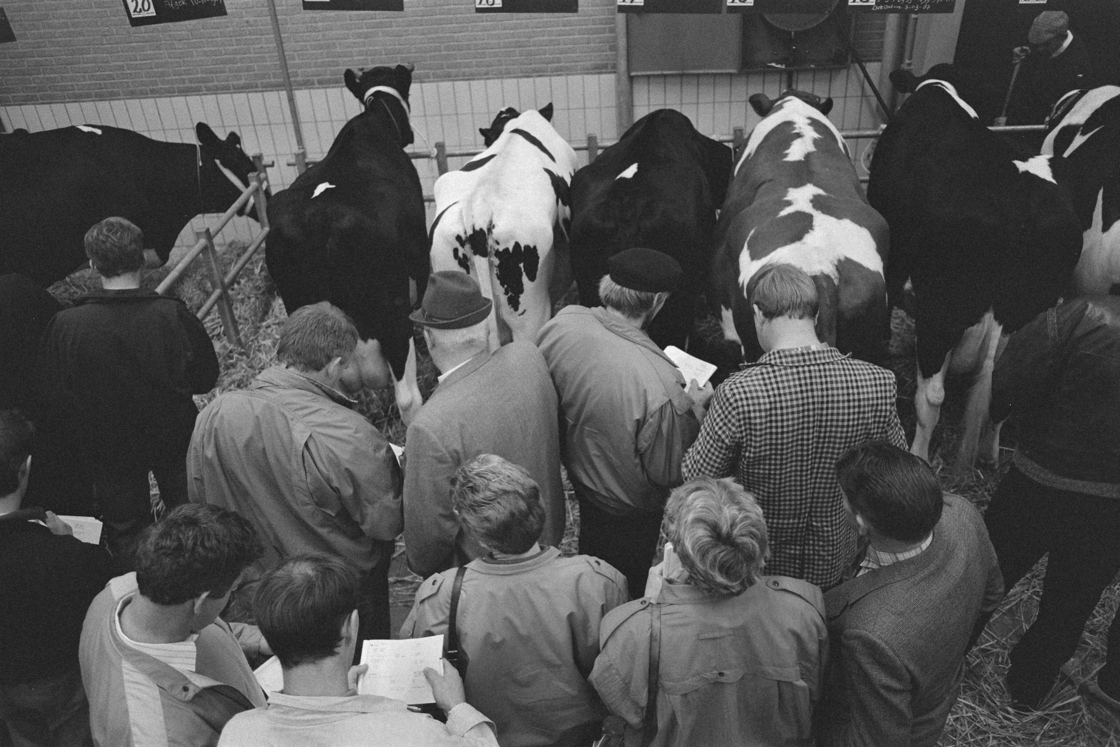 Fotocollectie Anefo — Voor het eerst veiling van vee (in Zwolle) — Foto: Molendijk, Bart / Anefo. Licentie: Set B: Rechtenvrij / Publiek Domein. Bron: Nationaal Archief. http://hdl.handle.net/10648/ad6511ba-d0b4-102d-bcf8-003048976d84