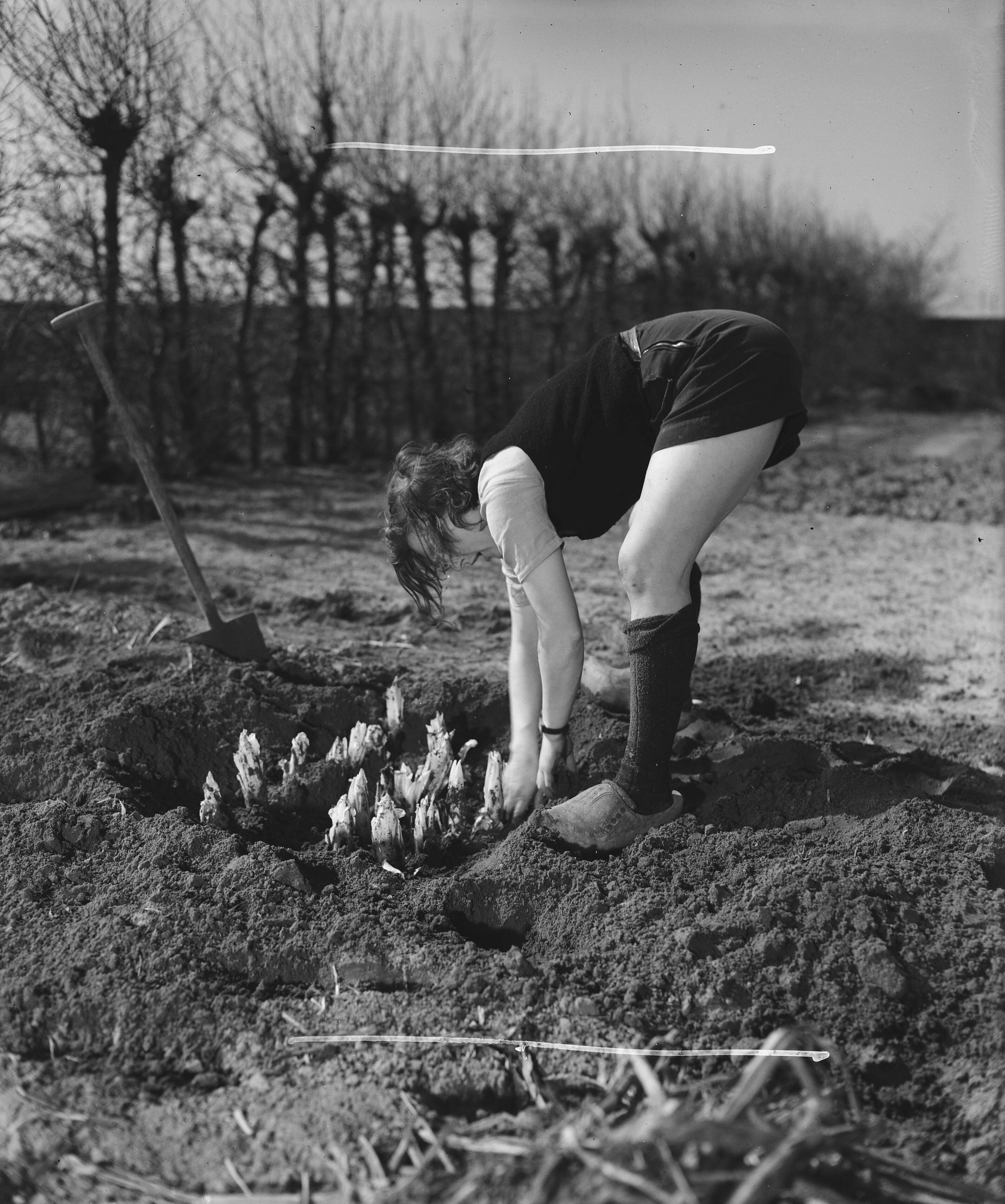 Fotocollectie Anefo — Tuinbouwschool "Huize te Lande" te Rijswijk. Bijschrift "Het opgraven van Brussels lof. Zulke boeren zien we nog niet te veel op onze vaderlandse groentevelden!" — Foto: Raucamp, Koos / Anefo. Licentie: Set B: Rechtenvrij / Publiek Domein. Bron: Nationaal Archief. http://hdl.handle.net/10648/a89b4c6c-d0b4-102d-bcf8-003048976d84