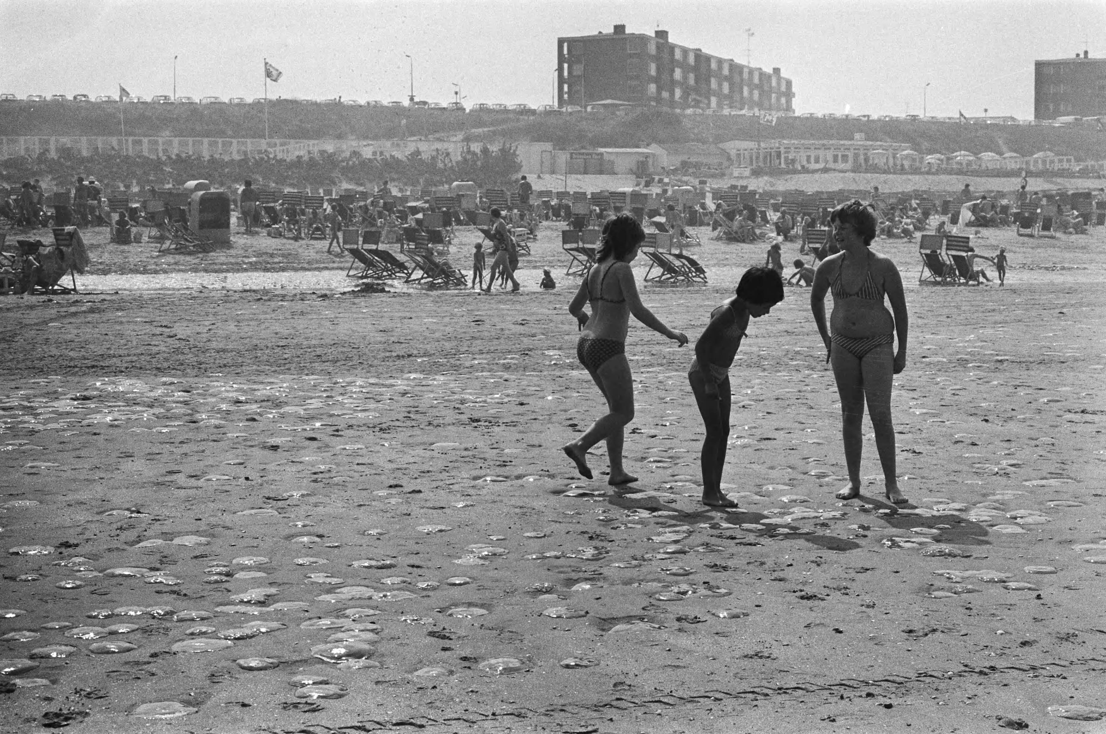 Fotocollectie Anefo — Hittegolf, grote hoeveelheden kwallen opstrand (Zandvoort) — Foto: Mieremet, Rob / Anefo. Licentie: Set B: Rechtenvrij / Publiek Domein. Bron: Nationaal Archief. http://hdl.handle.net/10648/ac87357a-d0b4-102d-bcf8-003048976d84