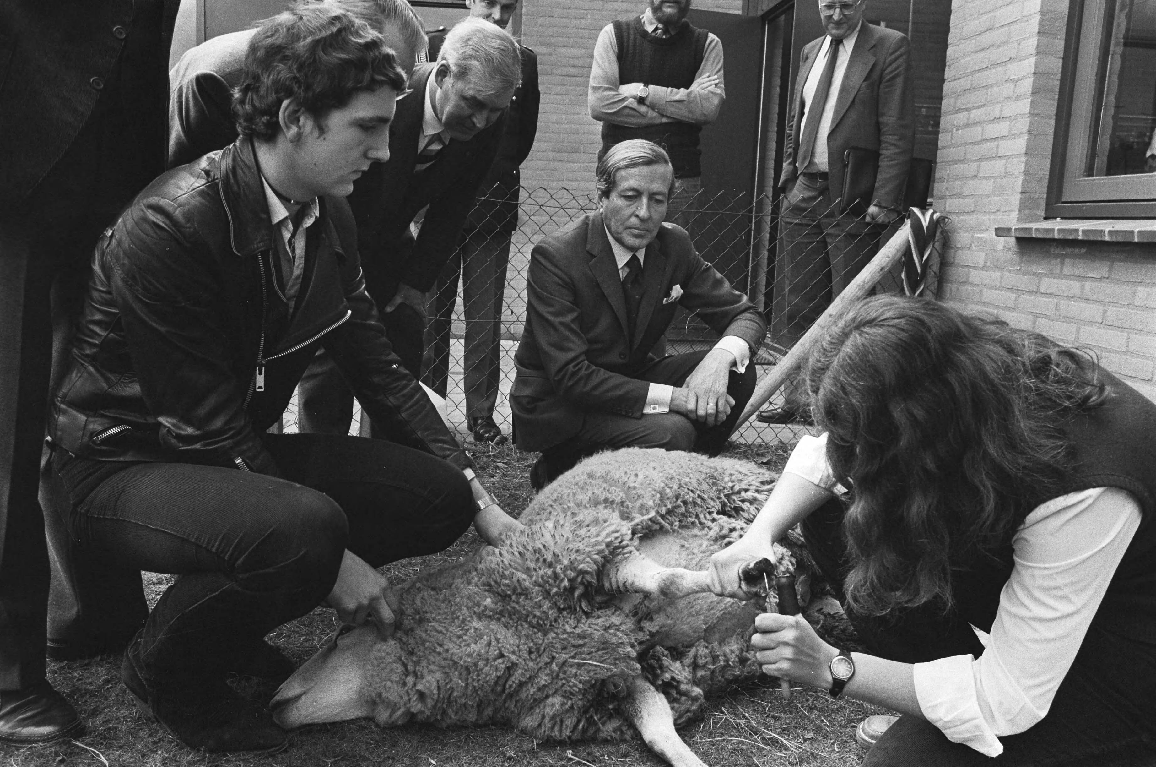 Fotocollectie Anefo — Prins Claus opent vandaag Christelijke Agrarische en Technologische School in Ede. Claus bekijkt hoe leerlingen de hoeven van een schaap bijwerken / — Foto: Bogaerts, Rob / Anefo. Licentie: Set B: Rechtenvrij / Publiek Domein. Bron: Nationaal Archief. http://hdl.handle.net/10648/ad12bac8-d0b4-102d-bcf8-003048976d84