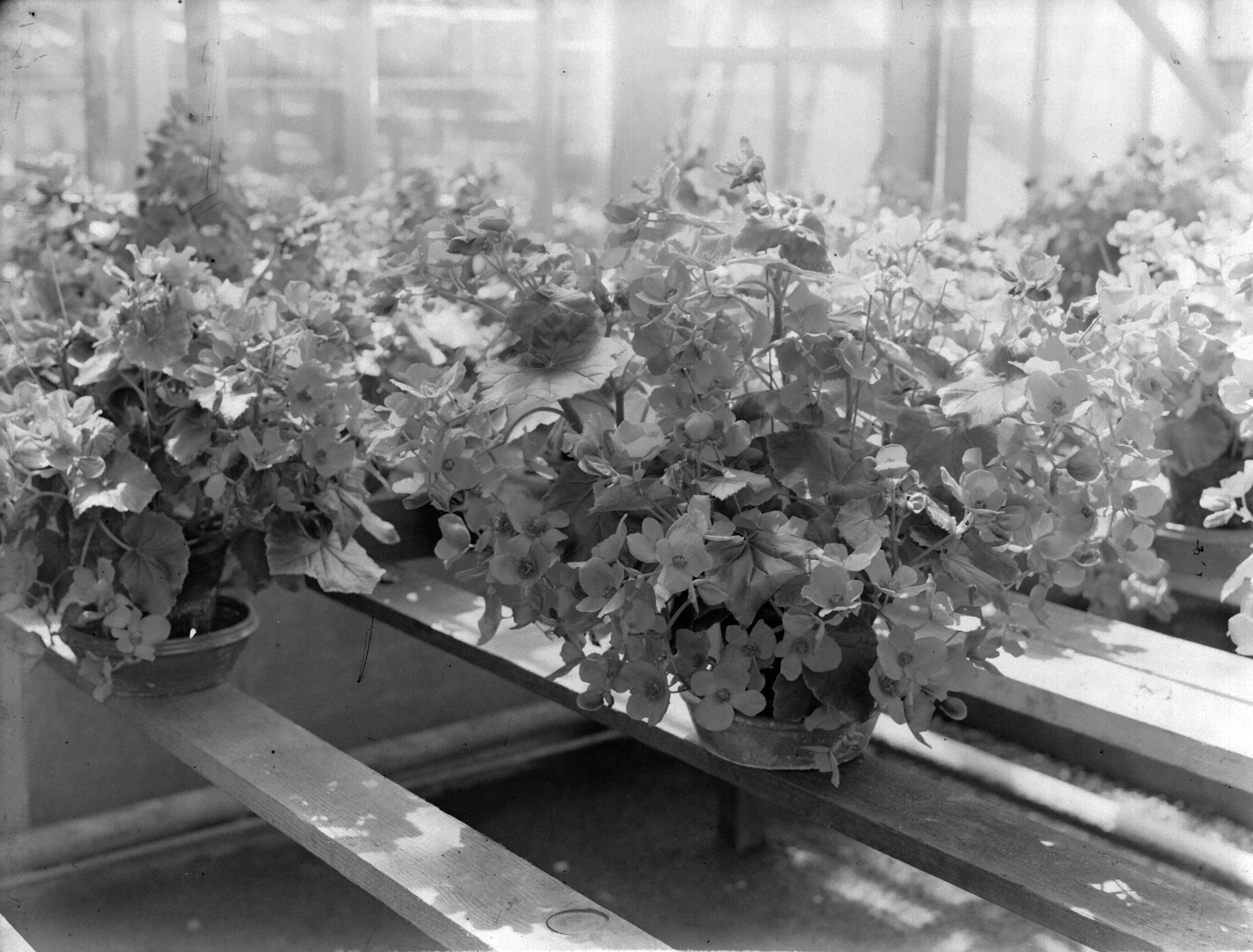 Productfoto's; plantenkas — Planten in pot op een rij in een plantenkas van de fa. Baardse in Aalsmeer — Foto: Poll, Willem van de. Licentie: Set B: Rechtenvrij / Publiek Domein. Bron: Nationaal Archief. http://hdl.handle.net/10648/ae9ebdb0-d0b4-102d-bcf8-003048976d84