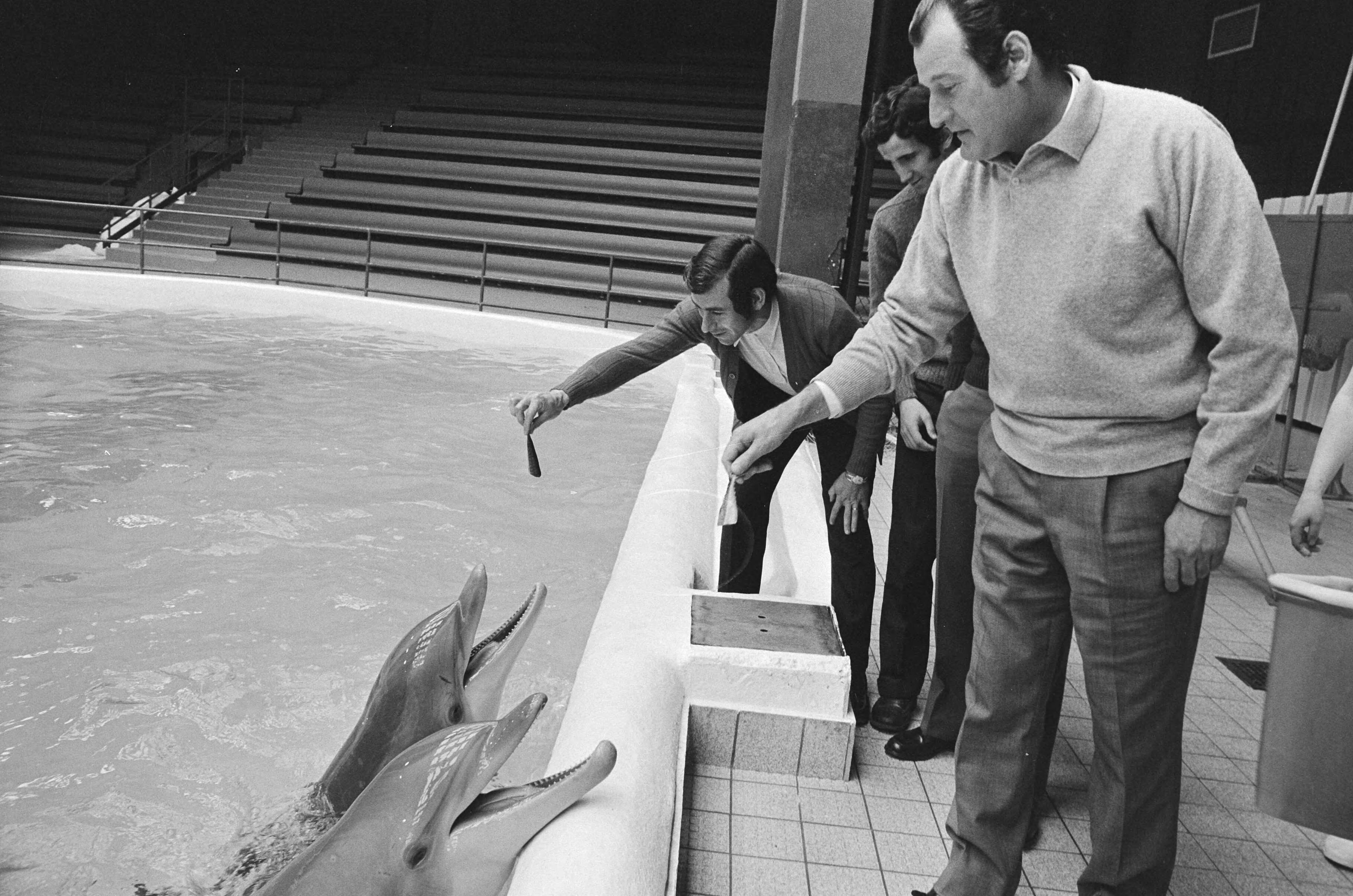 Elftal van Atletico Madrid in het Dolfinarium te Zandvoort — Voeren van de dolfijnen — Foto: Fotograaf Onbekend / Anefo. Licentie: Set B: Rechtenvrij / Publiek Domein. Bron: Nationaal Archief. http://hdl.handle.net/10648/abbcfc10-d0b4-102d-bcf8-003048976d84