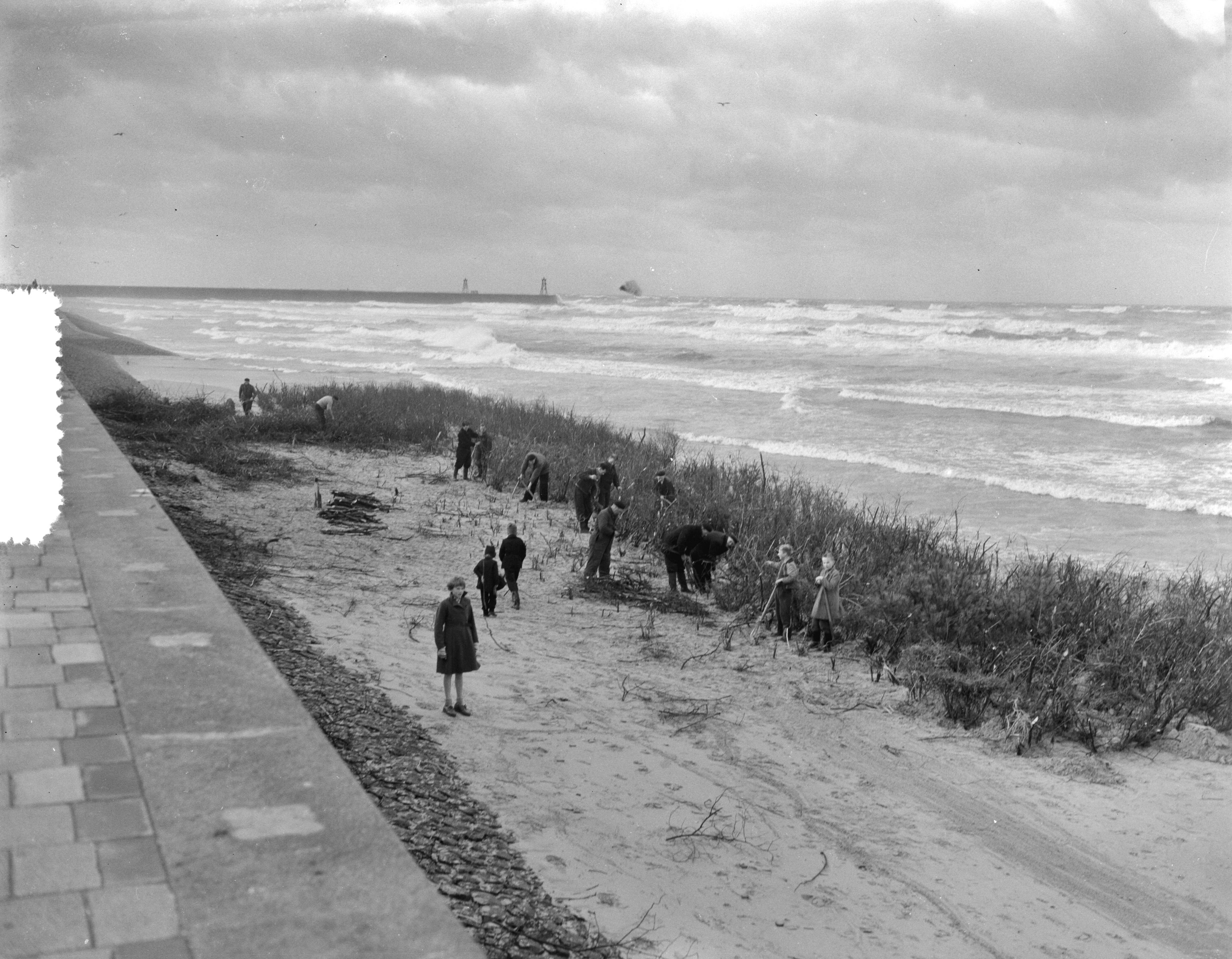 Fotocollectie Anefo — Westerstorm aan de kust van Scheveningen. Planten van takkenbossen als zeewering — Foto: Pot, Harry / Anefo. Licentie: Set B: Rechtenvrij / Publiek Domein. Bron: Nationaal Archief. http://hdl.handle.net/10648/a940ff22-d0b4-102d-bcf8-003048976d84