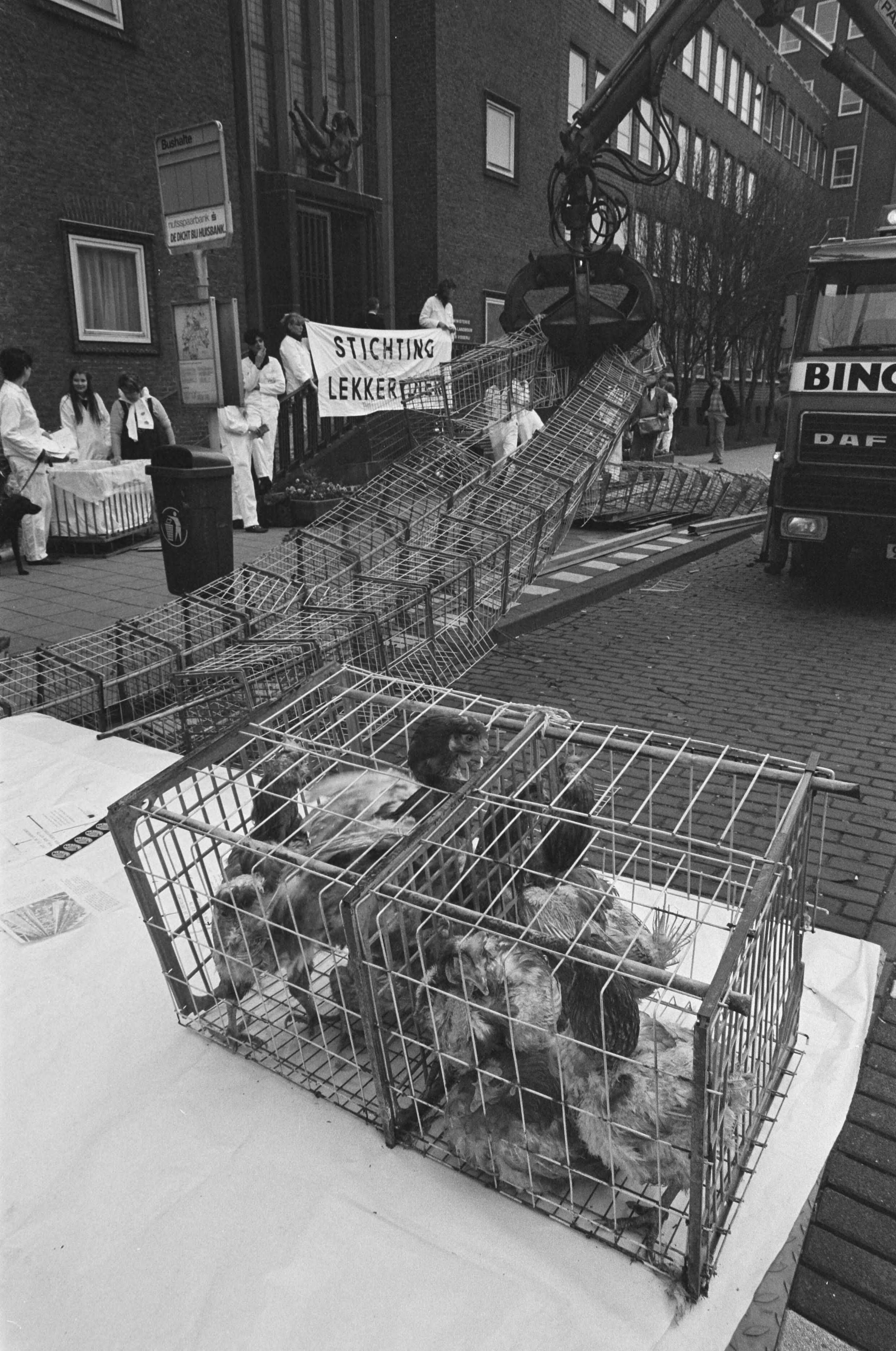 Fotocollectie Anefo — Actievoerder van "Lekker dier" laten voor ministerie van Landbouw in Den Haag 50 meter legbatterij opruimen — Foto: Bogaerts, Rob / Anefo. Licentie: Set B: Rechtenvrij / Publiek Domein. Bron: Nationaal Archief. http://hdl.handle.net/10648/ad5f39d4-d0b4-102d-bcf8-003048976d84