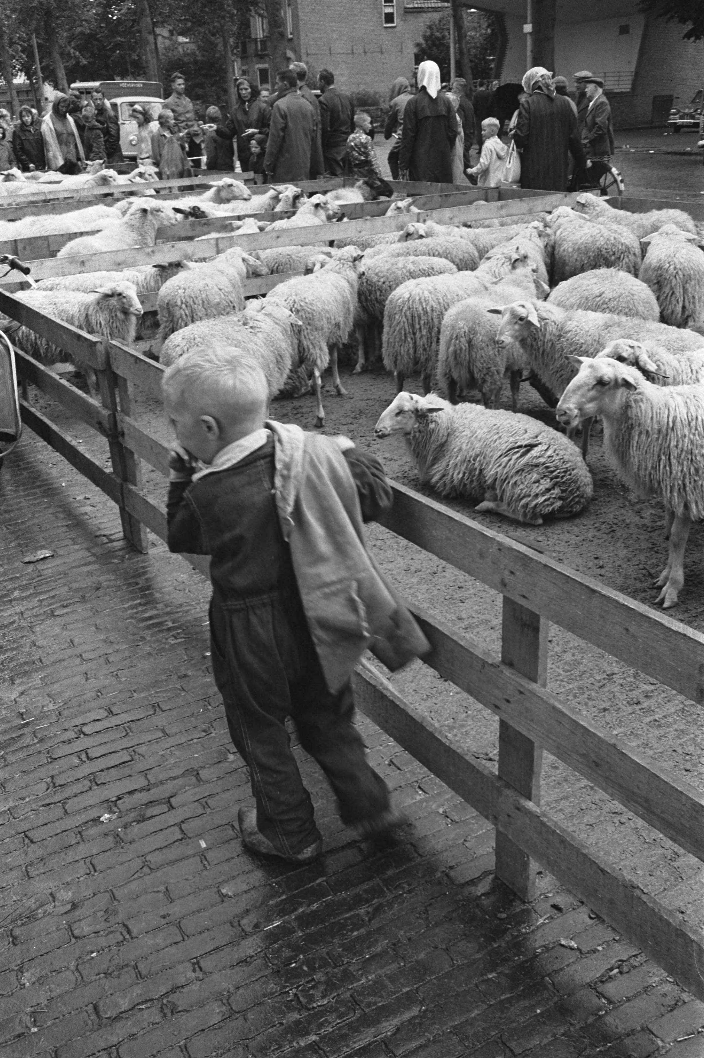 Fotocollectie Anefo — Schapendag te Ede. Door regen weinig bezoek — Foto: Pot, Harry / Anefo. Licentie: Set B: Rechtenvrij / Publiek Domein. Bron: Nationaal Archief. http://hdl.handle.net/10648/aa433534-d0b4-102d-bcf8-003048976d84