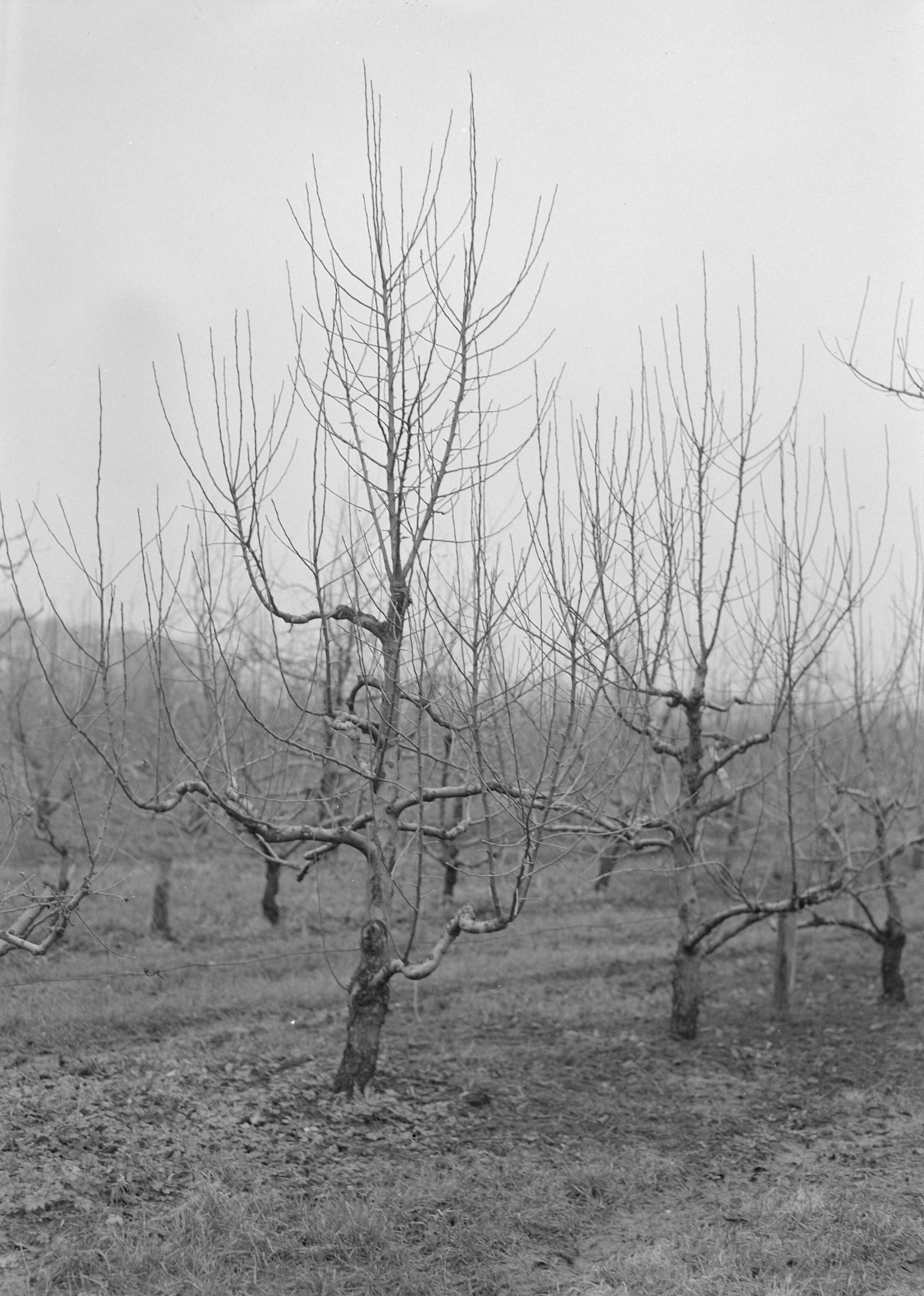 Fotocollectie Nederlandse Heidemaatschappij — Cox Orange Pippin in 1953 geënt op Allington Pippin o t IX — Foto: Eyssen, [...] / Heidemij. Licentie: Set B: Rechtenvrij / Publiek Domein. Bron: Nationaal Archief. http://hdl.handle.net/10648/ae7620da-d0b4-102d-bcf8-003048976d84