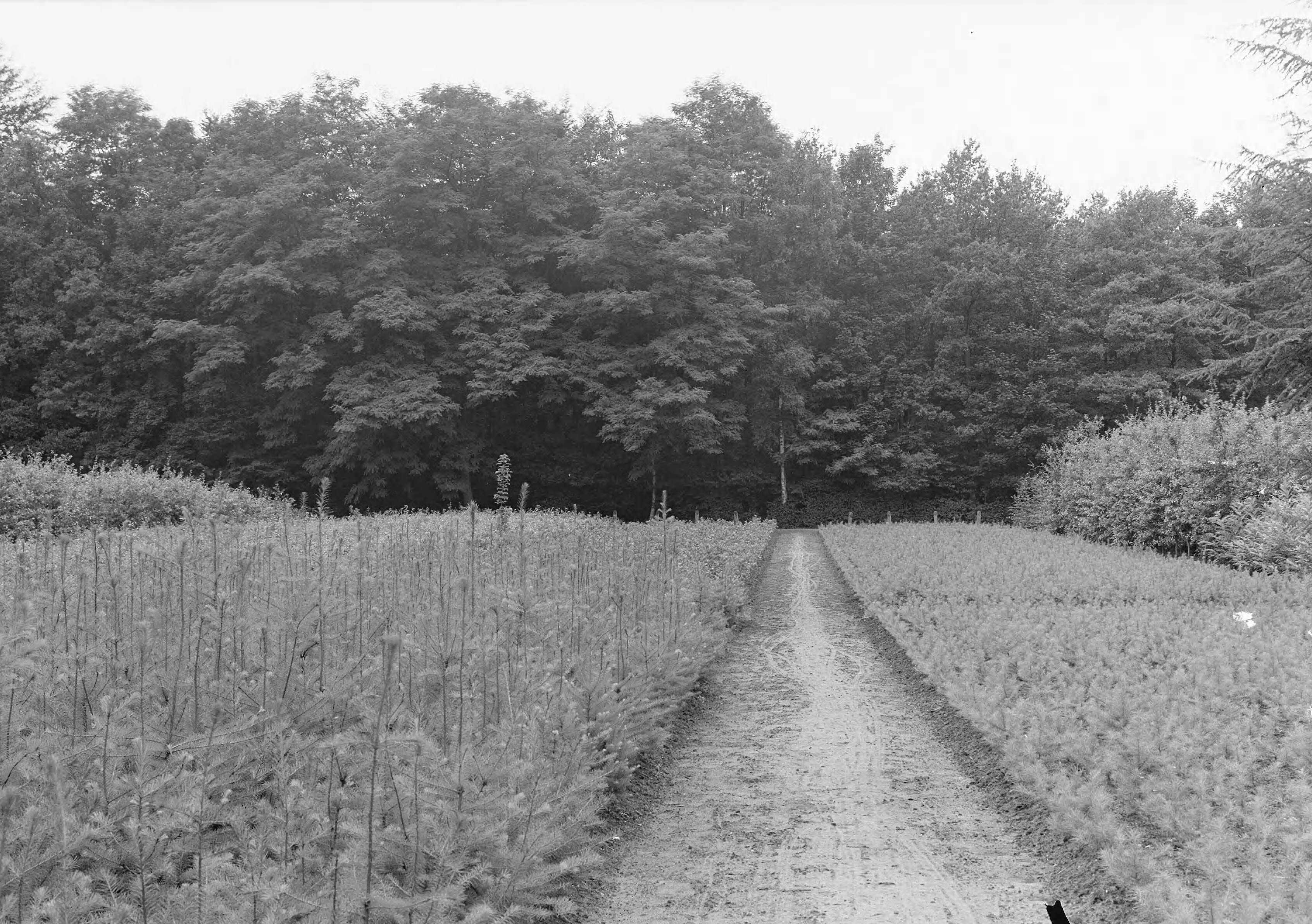 Fotocollectie Nederlandse Heidemaatschappij — Kwekerij Liesbos — Foto: Fotograaf Onbekend / Heidemij. Licentie: Set B: Rechtenvrij / Publiek Domein. Bron: Nationaal Archief. http://hdl.handle.net/10648/ae7f6924-d0b4-102d-bcf8-003048976d84
