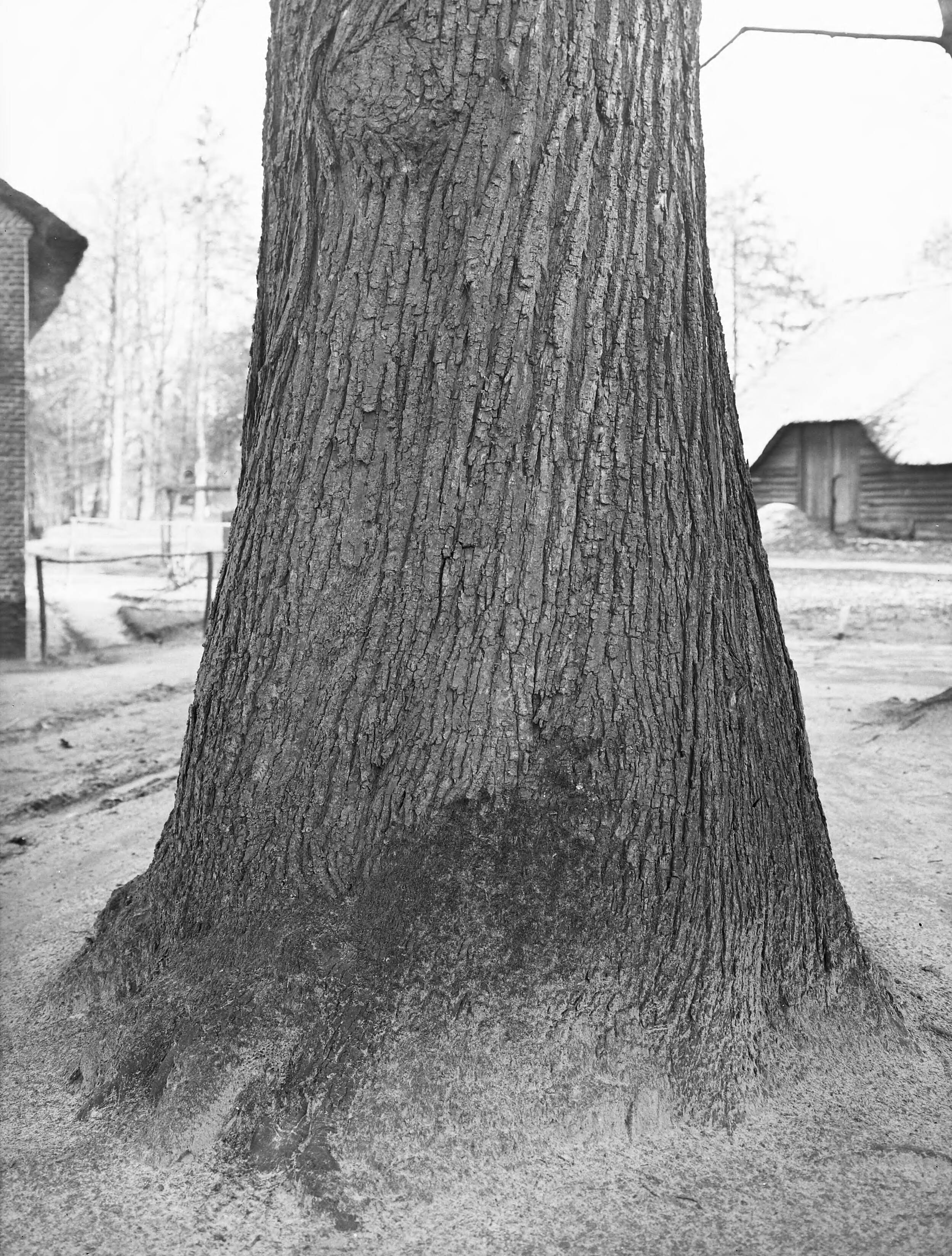 Fotocollectie Nederlandse Heidemaatschappij — Tamme kastanje op landgoed Luchtenburg. Boomstam — Foto: Fotograaf Onbekend / Heidemij. Licentie: Set B: Rechtenvrij / Publiek Domein. Bron: Nationaal Archief. http://hdl.handle.net/10648/ae421c54-d0b4-102d-bcf8-003048976d84