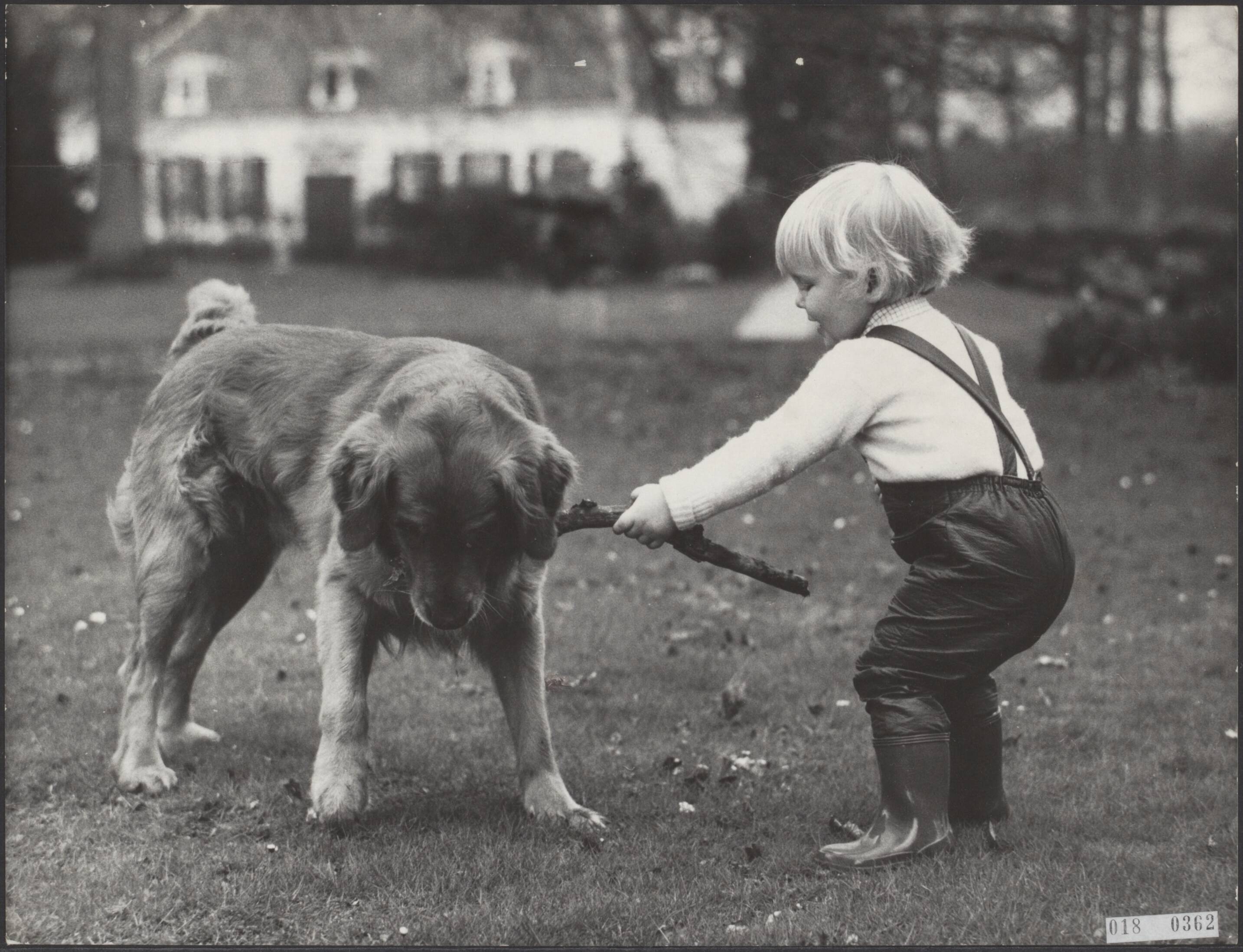 Fotocollectie Elsevier Binnenland — Een door prins Claus vervaardigde foto van zijn zoon, prins Willem-Alexander, die op 27 april 1969 zijn tweede verjaardag viert. De prins speelt met een hond — Foto: Claus, prins / RVD. Licentie: Set B: Rechtenvrij / Publiek Domein. Bron: Nationaal Archief. http://hdl.handle.net/10648/adc2041a-d0b4-102d-bcf8-003048976d84