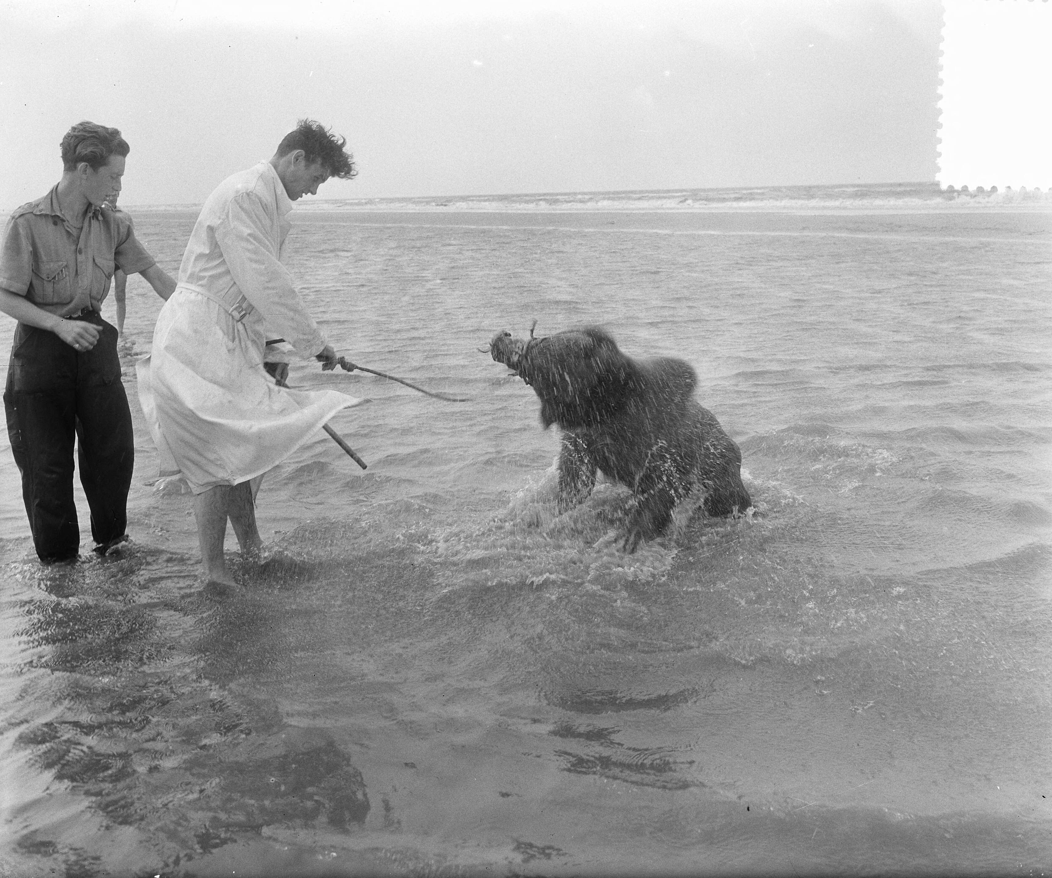 Fotocollectie Anefo — Beertje van circus baadt in zee van Zandvoort — Foto: Pot, Harry / Anefo. Licentie: Set B: Rechtenvrij / Publiek Domein. Bron: Nationaal Archief. http://hdl.handle.net/10648/a910f296-d0b4-102d-bcf8-003048976d84
