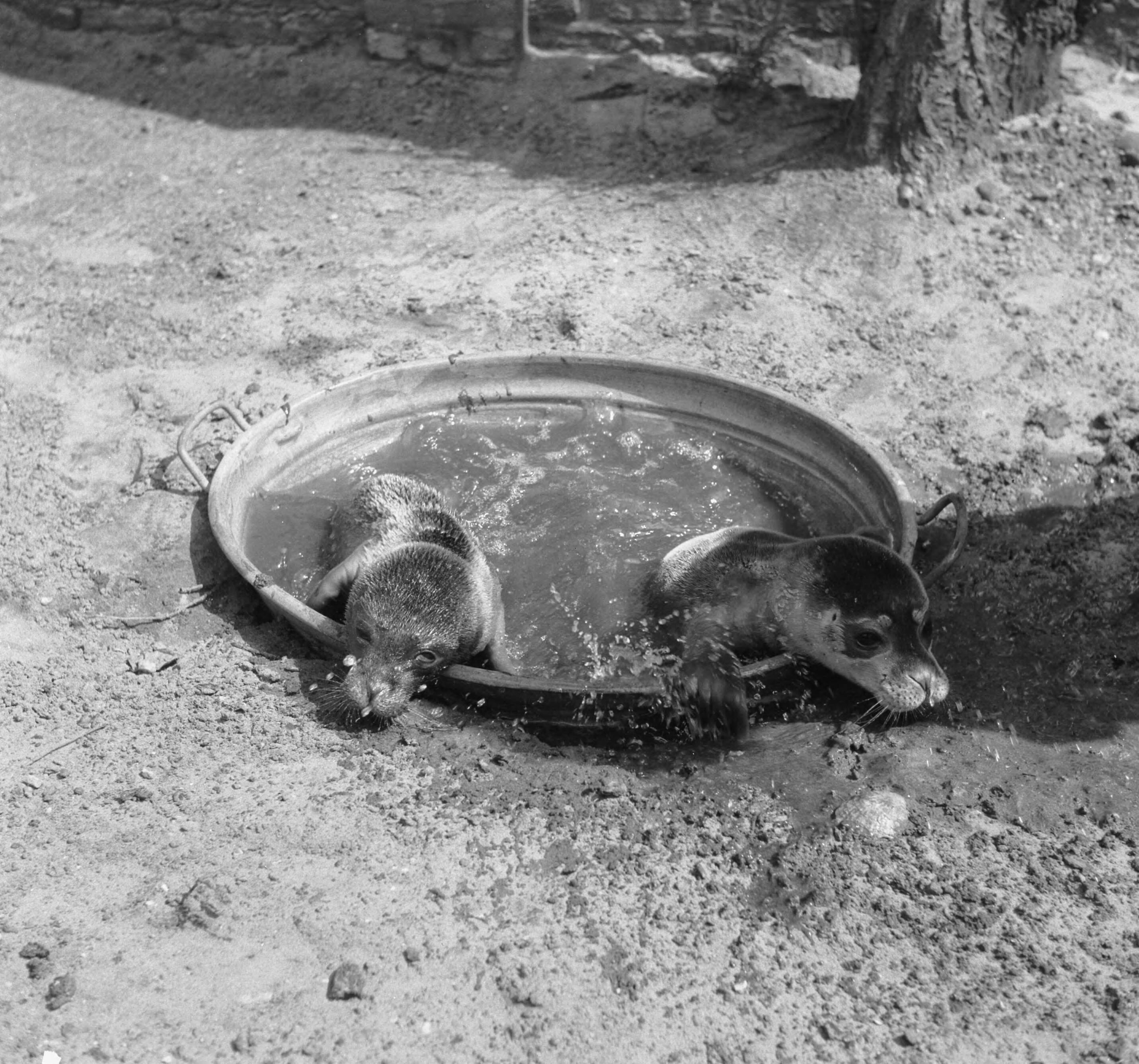 Zeehondjes — Jonge zeehondjes in ingegraven teil met water — Foto: Noske, J.D. / Anefo. Licentie: Set B: Rechtenvrij / Publiek Domein. Bron: Nationaal Archief. http://hdl.handle.net/10648/a8dbdf7a-d0b4-102d-bcf8-003048976d84