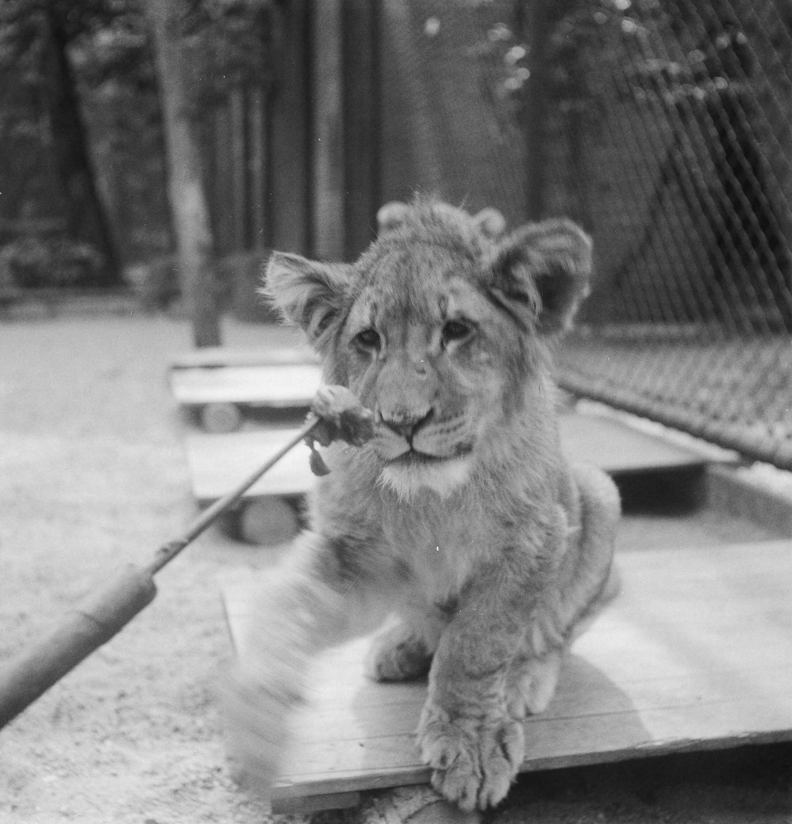 Fotocollectie Anefo — Acht maanden oude leeuwenvierling in dierenpark Wassenaar — Foto: Pot, Harry / Anefo. Licentie: Set B: Rechtenvrij / Publiek Domein. Bron: Nationaal Archief. http://hdl.handle.net/10648/ad7c25d0-d0b4-102d-bcf8-003048976d84
