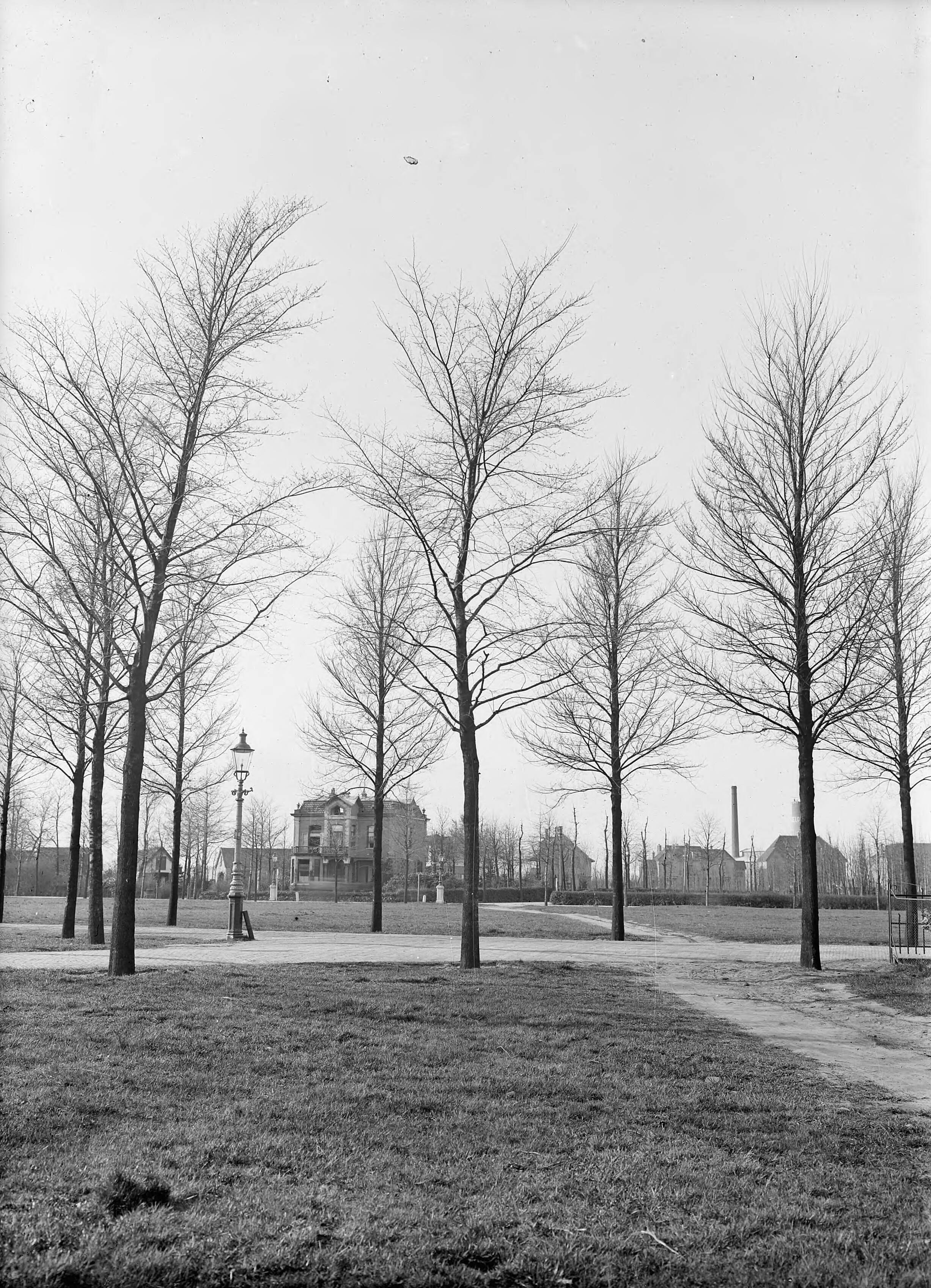 Fotocollectie Nederlandse Heidemaatschappij — Iepen (ulmus monumentalis) in een park in Bussum — Foto: Fotograaf Onbekend / Heidemij. Licentie: Set B: Rechtenvrij / Publiek Domein. Bron: Nationaal Archief. http://hdl.handle.net/10648/ae42aa48-d0b4-102d-bcf8-003048976d84
